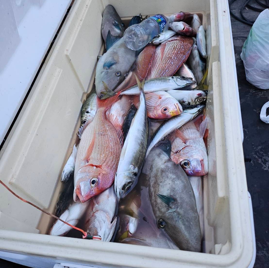色んな魚がたくさんです！の画像