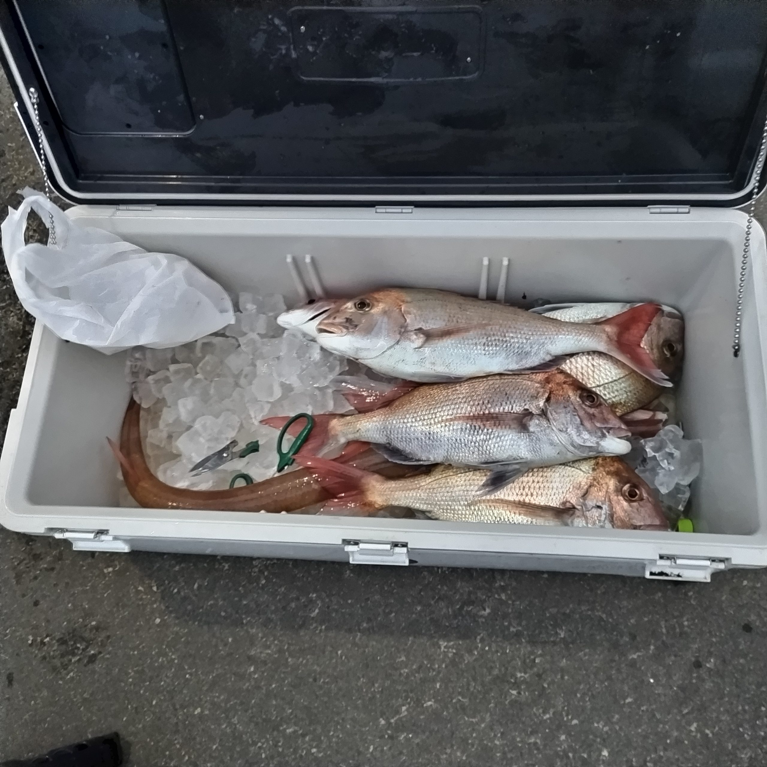 昨日の釣果の画像