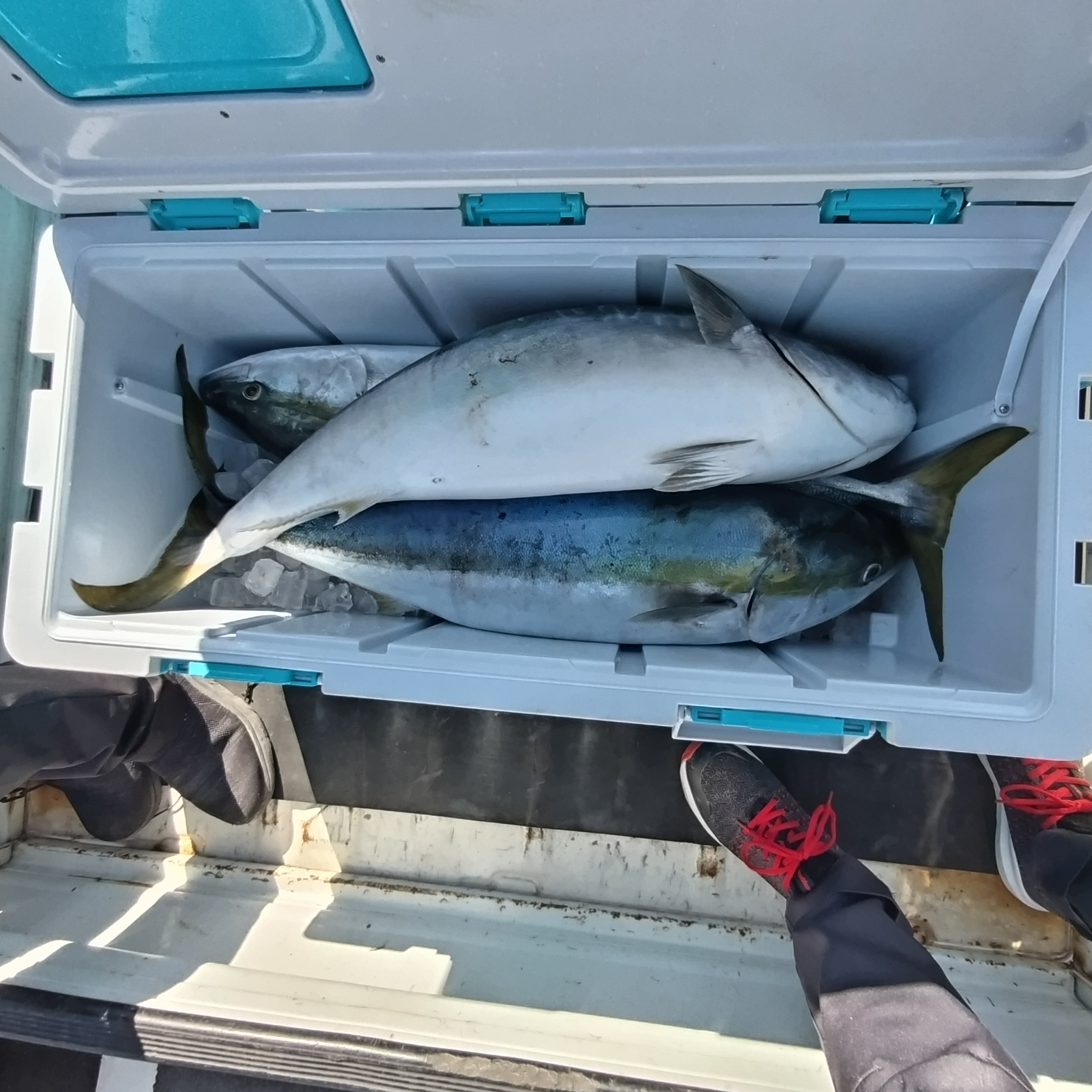 本日の釣果の画像
