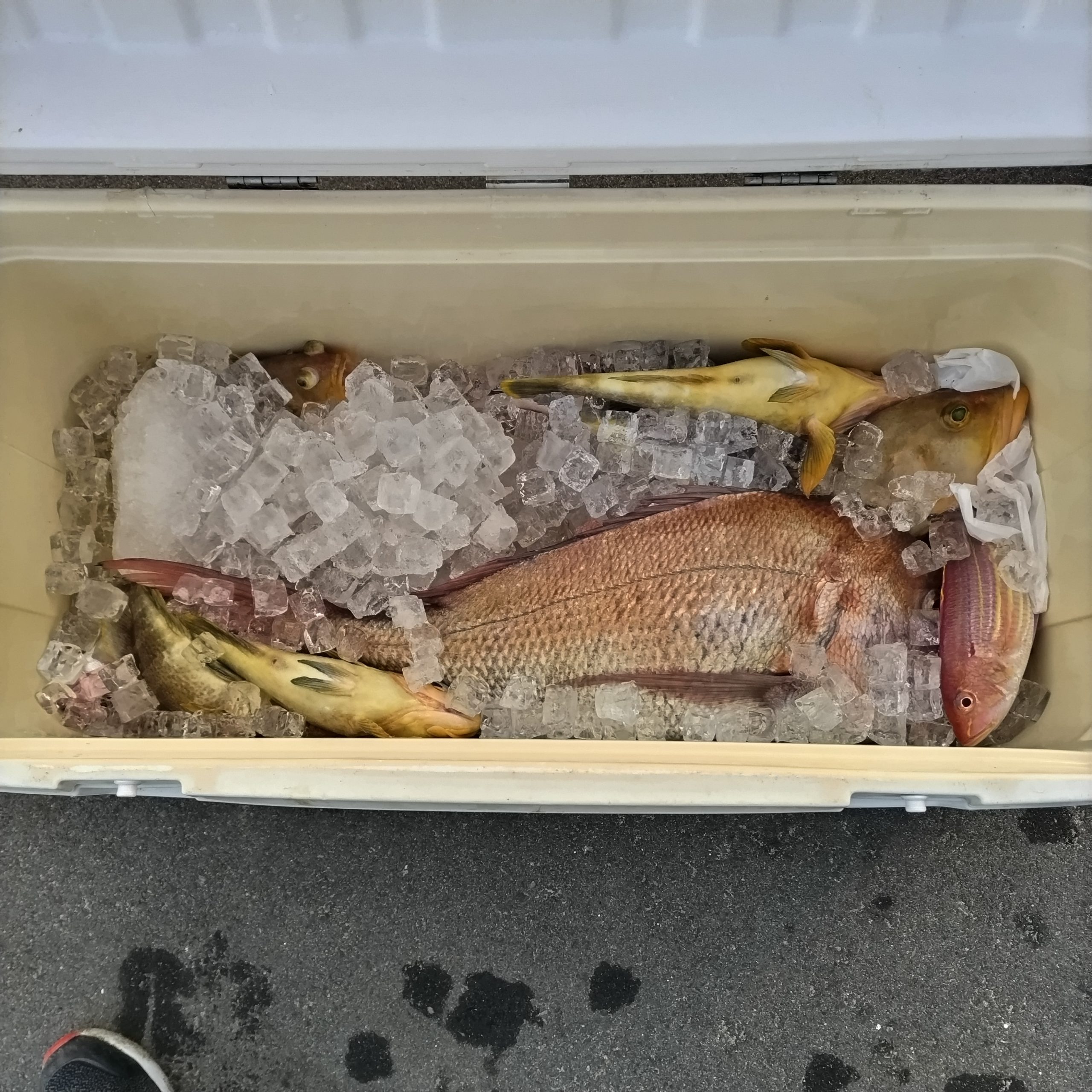2月4日の釣果（その2）の画像