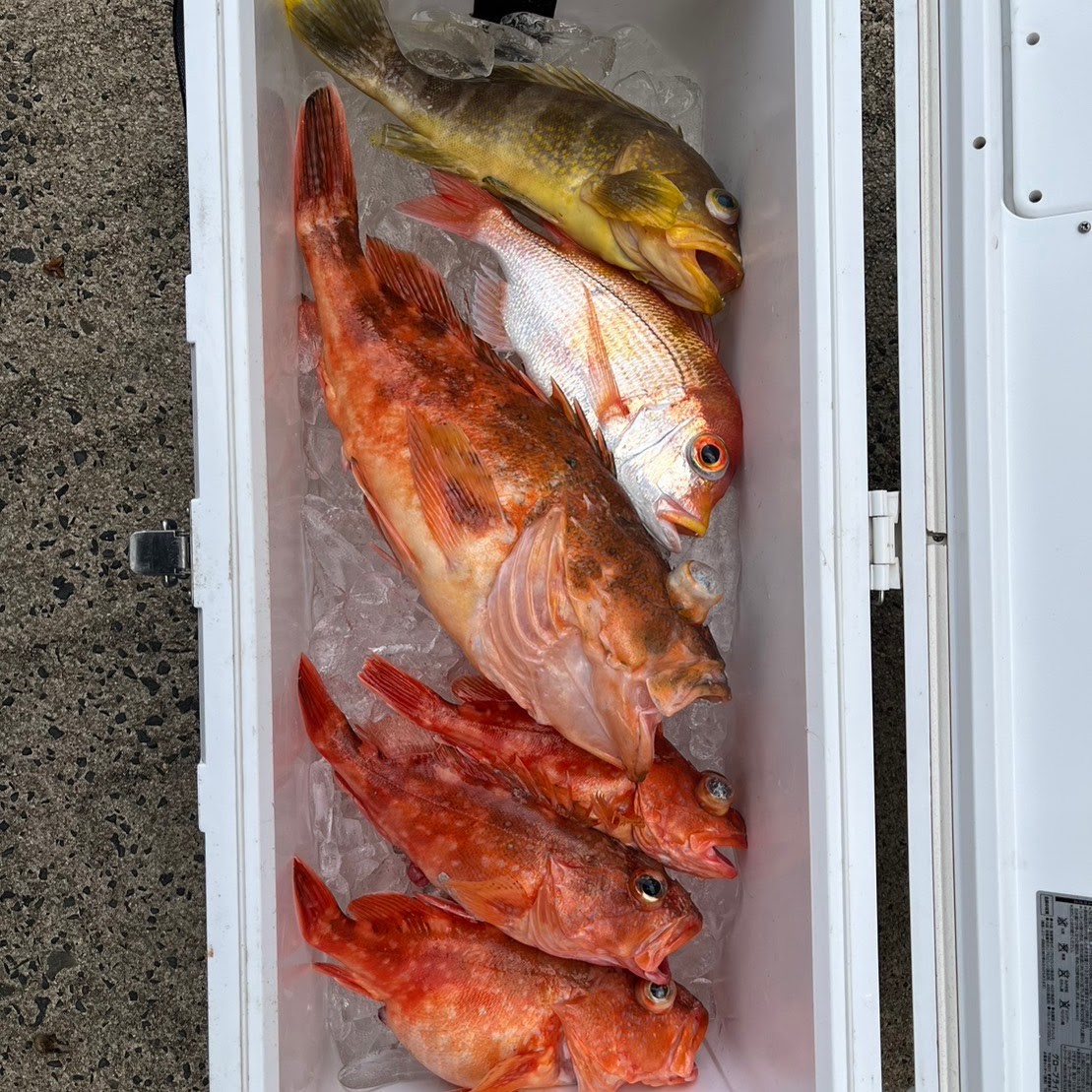 2月8日の釣果（その２）の画像