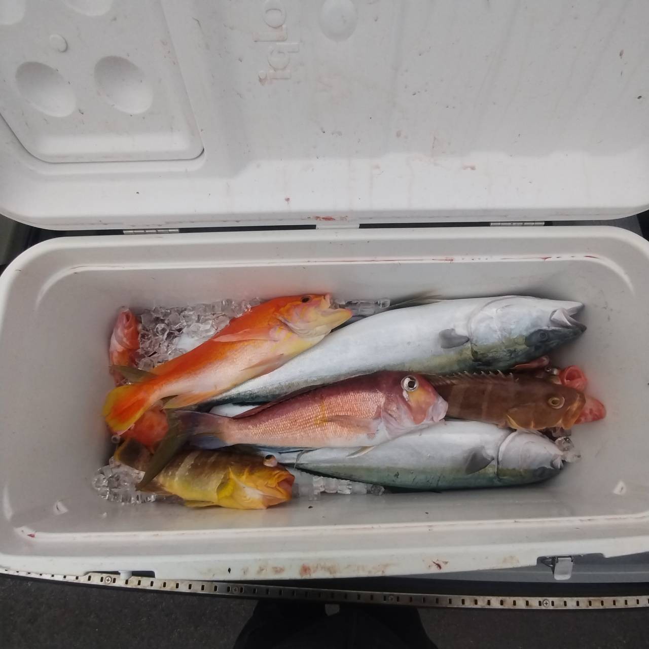 2月25日の釣果の画像