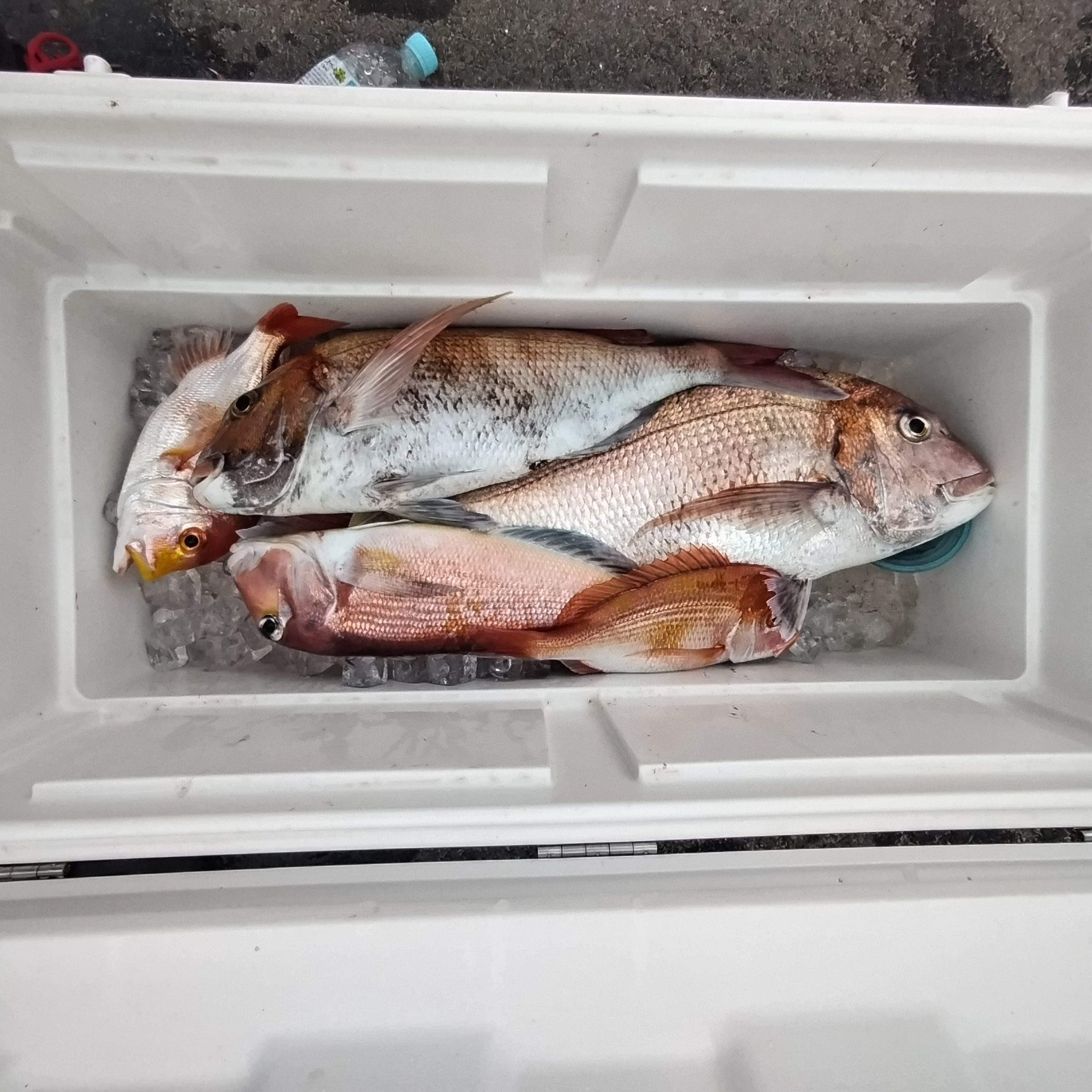 ３月２４日の釣果の画像