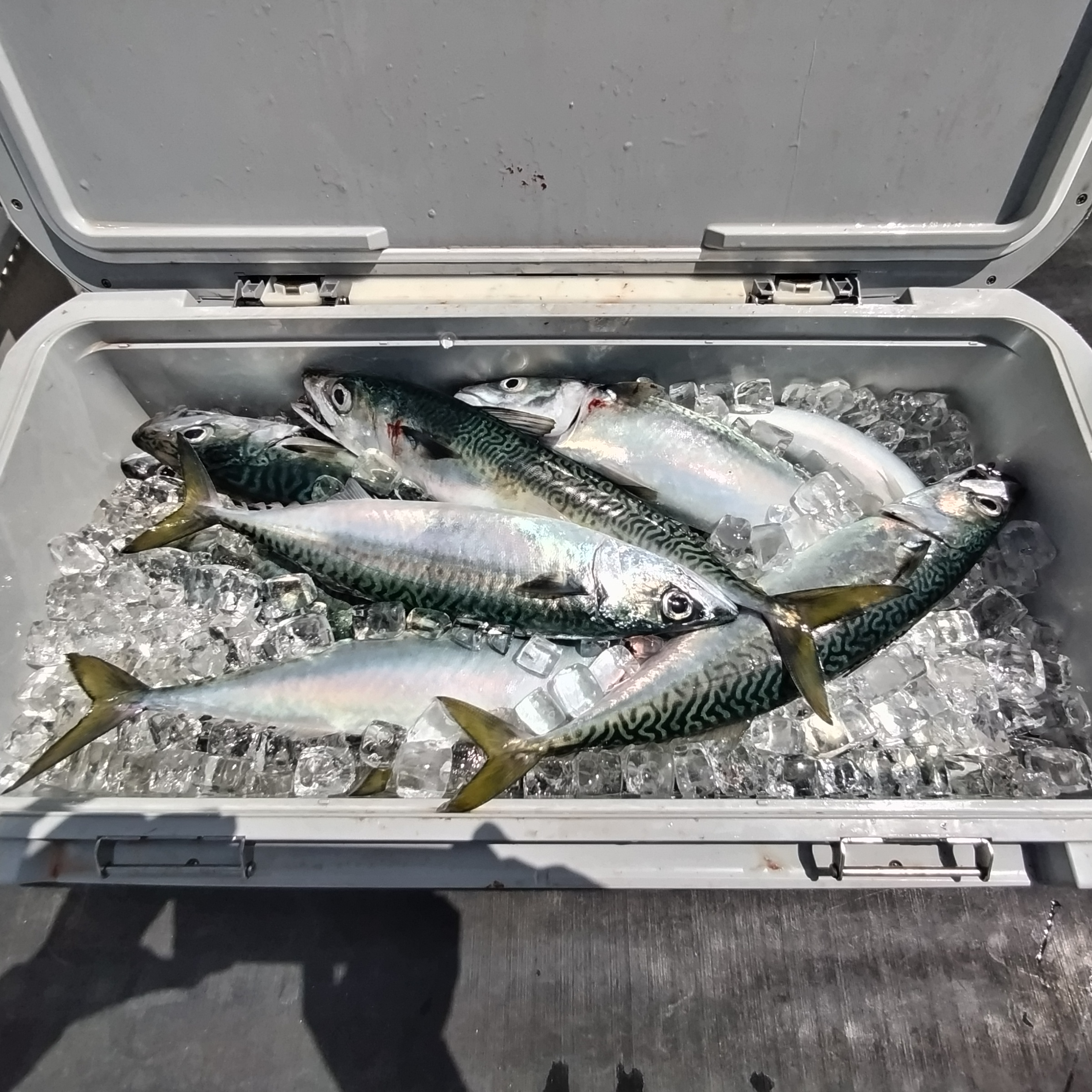 ４月１９日の釣果の画像