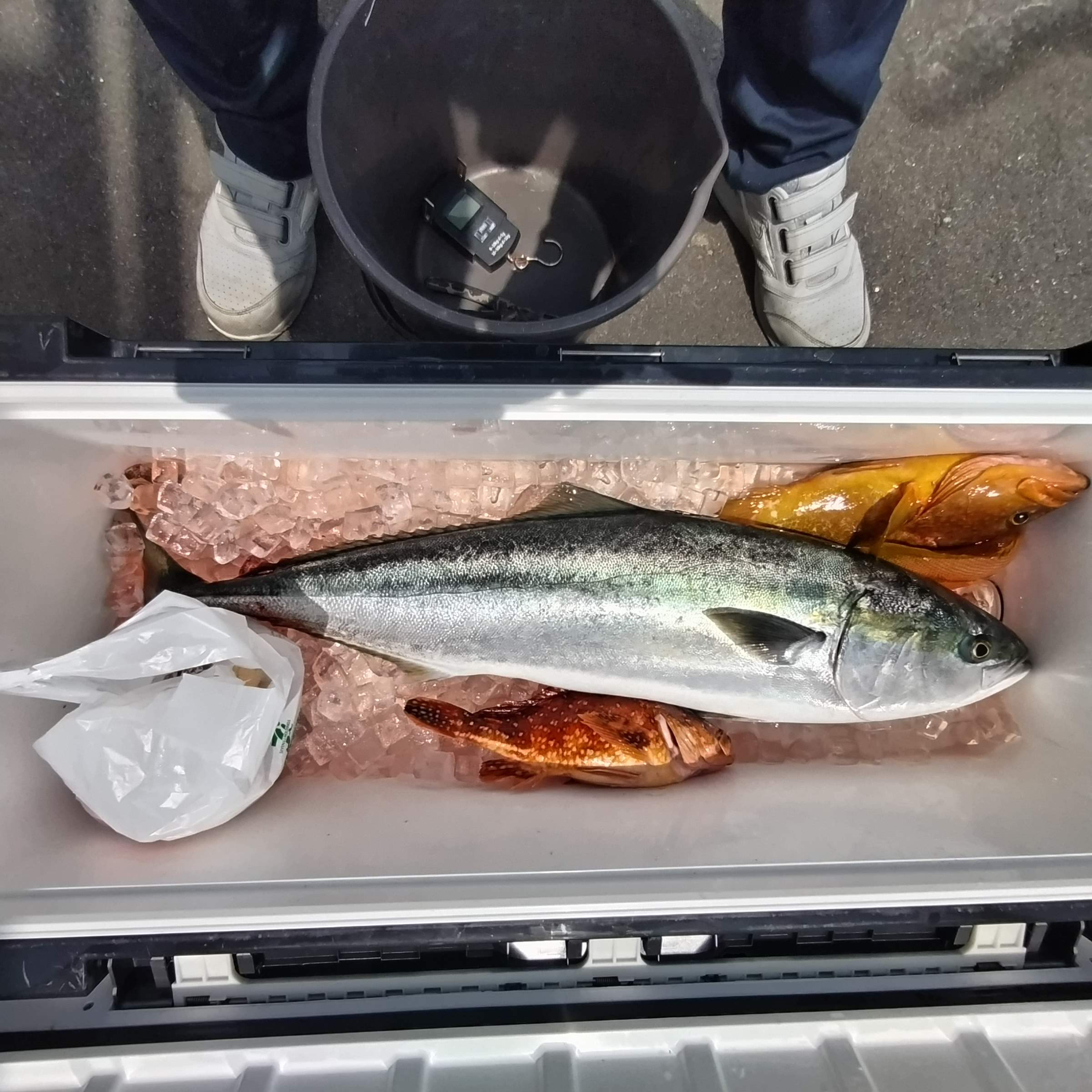 ５月２６日の釣果の画像