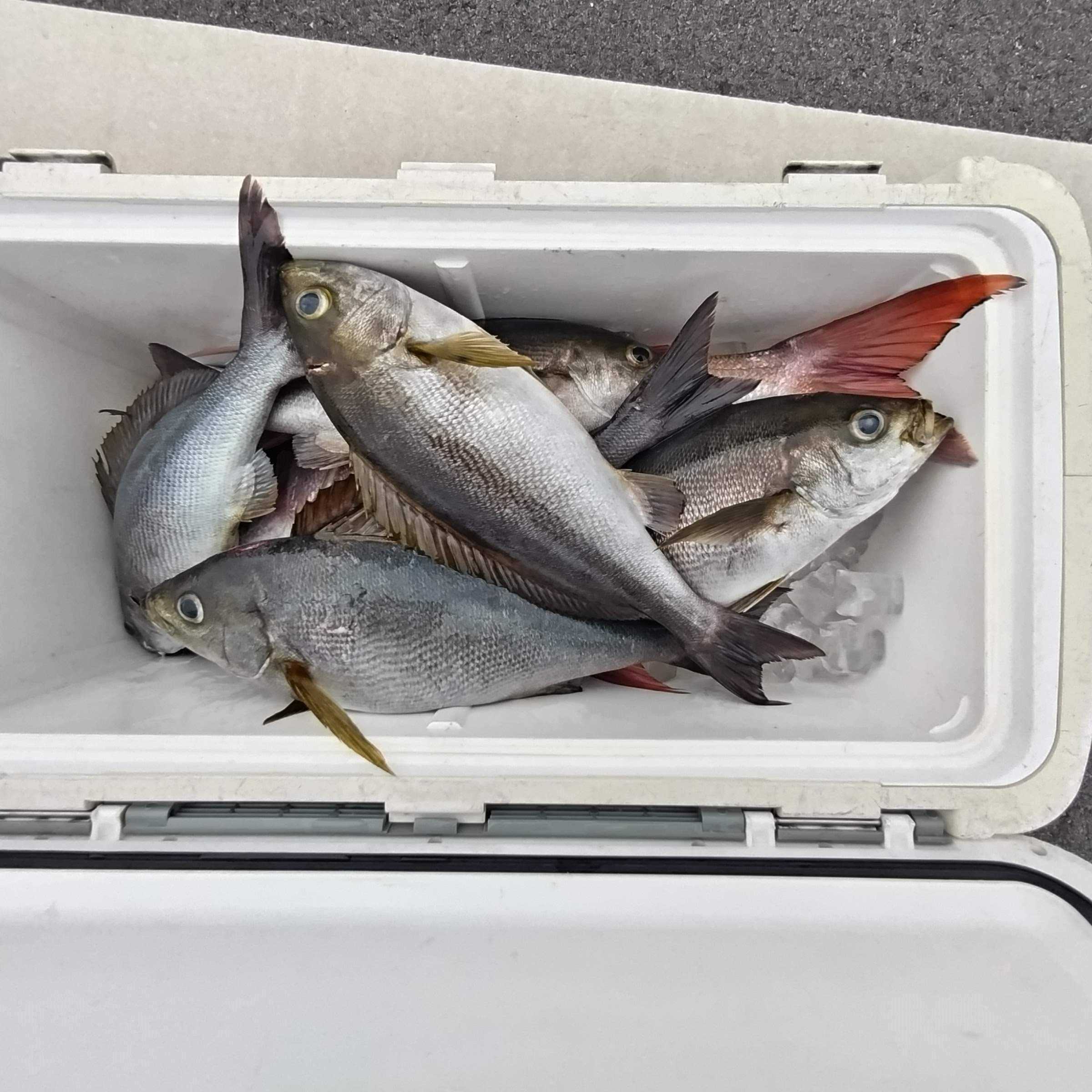 ５月３０日の釣果の画像