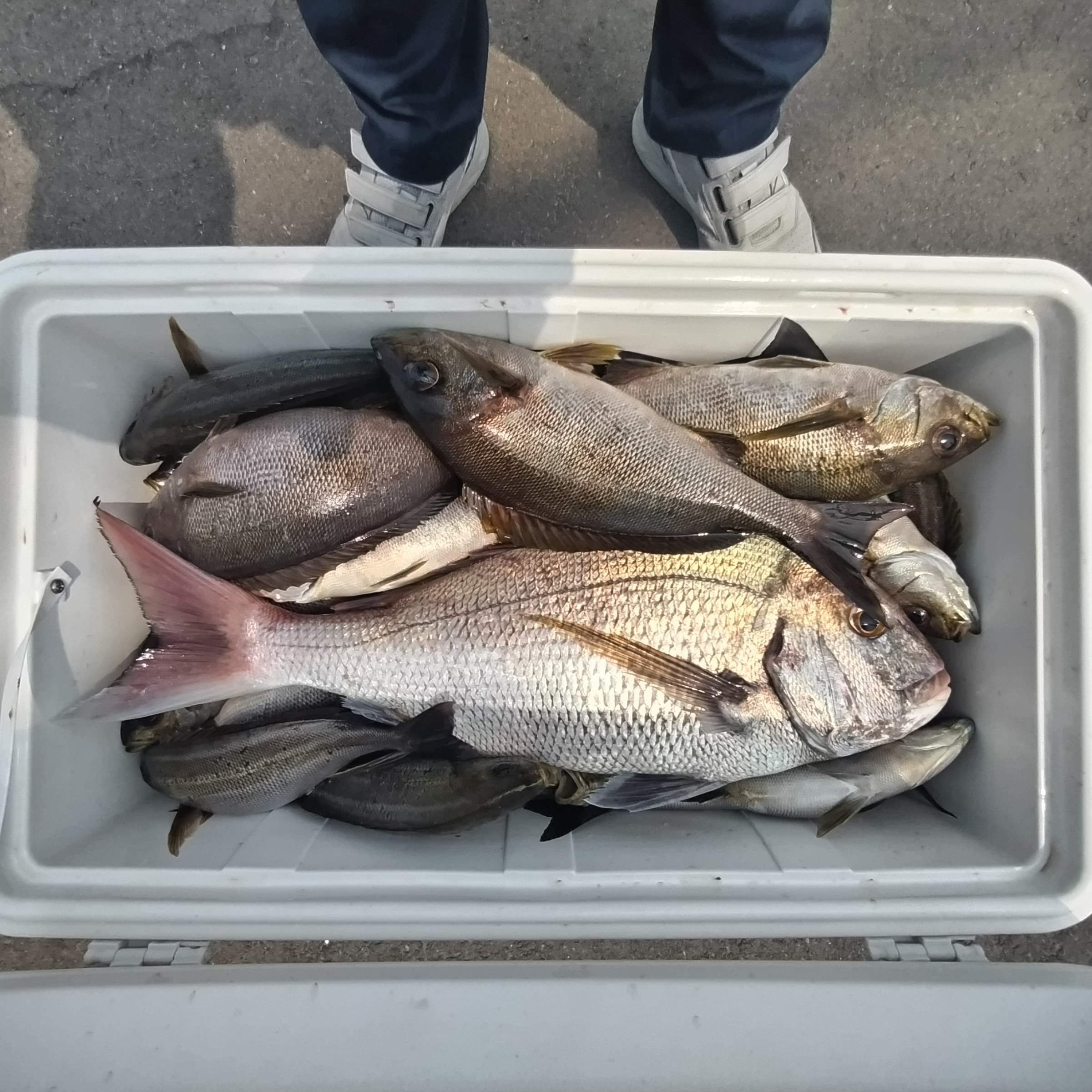 ６月１日の釣果の画像