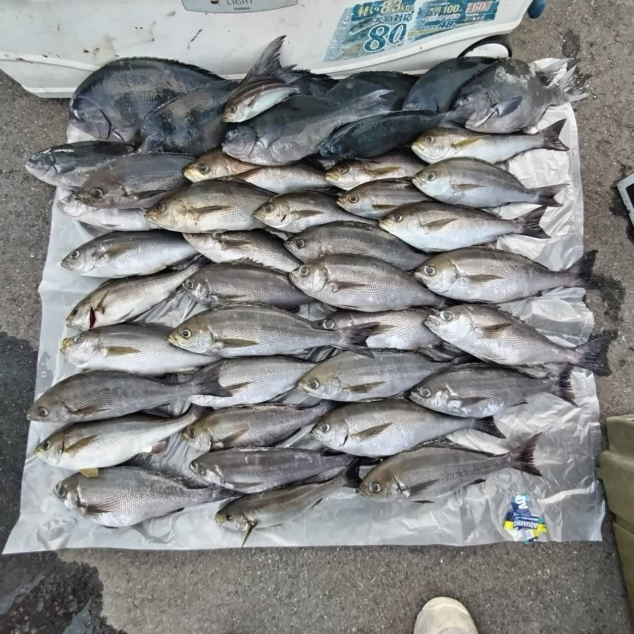 ６月２日の釣果の画像