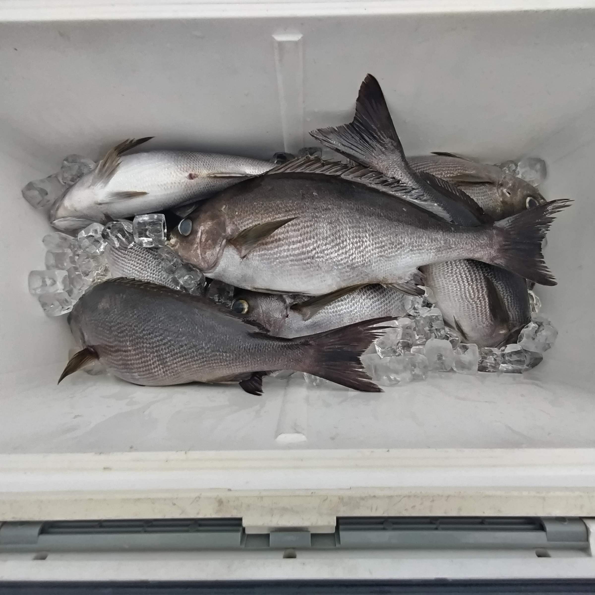 ６月６日の釣果の画像