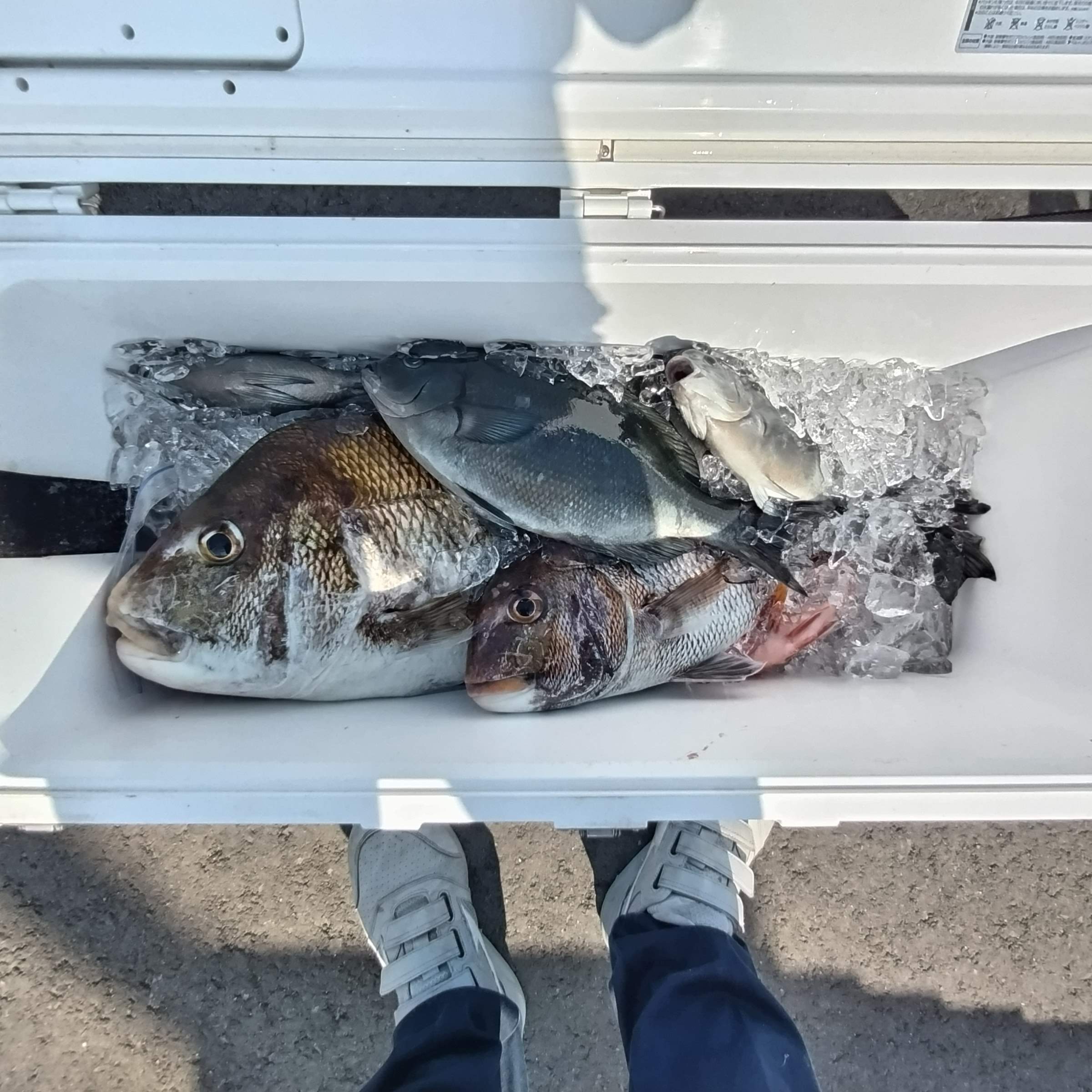 ６月７日の釣果の画像