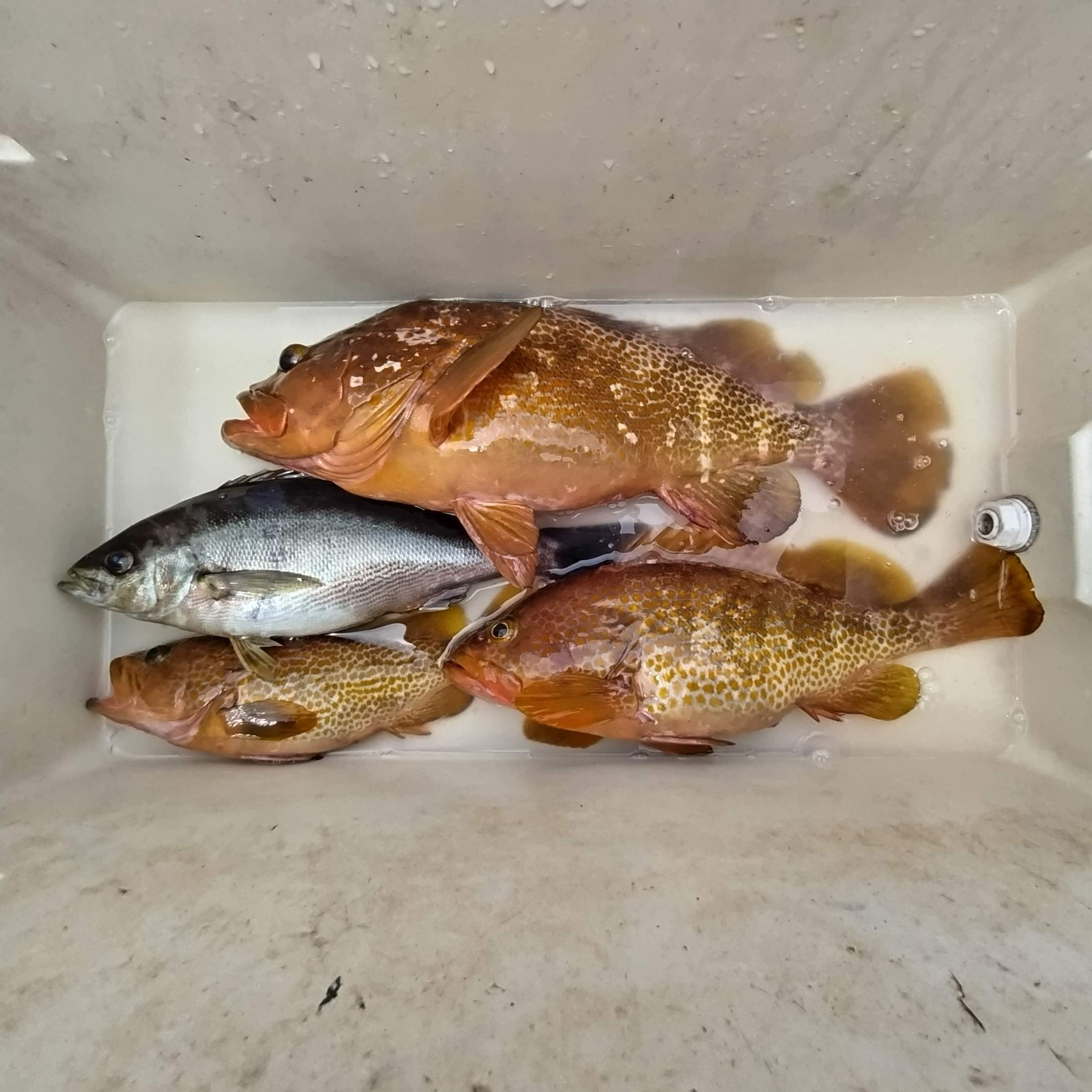 ６月８日の釣果の画像