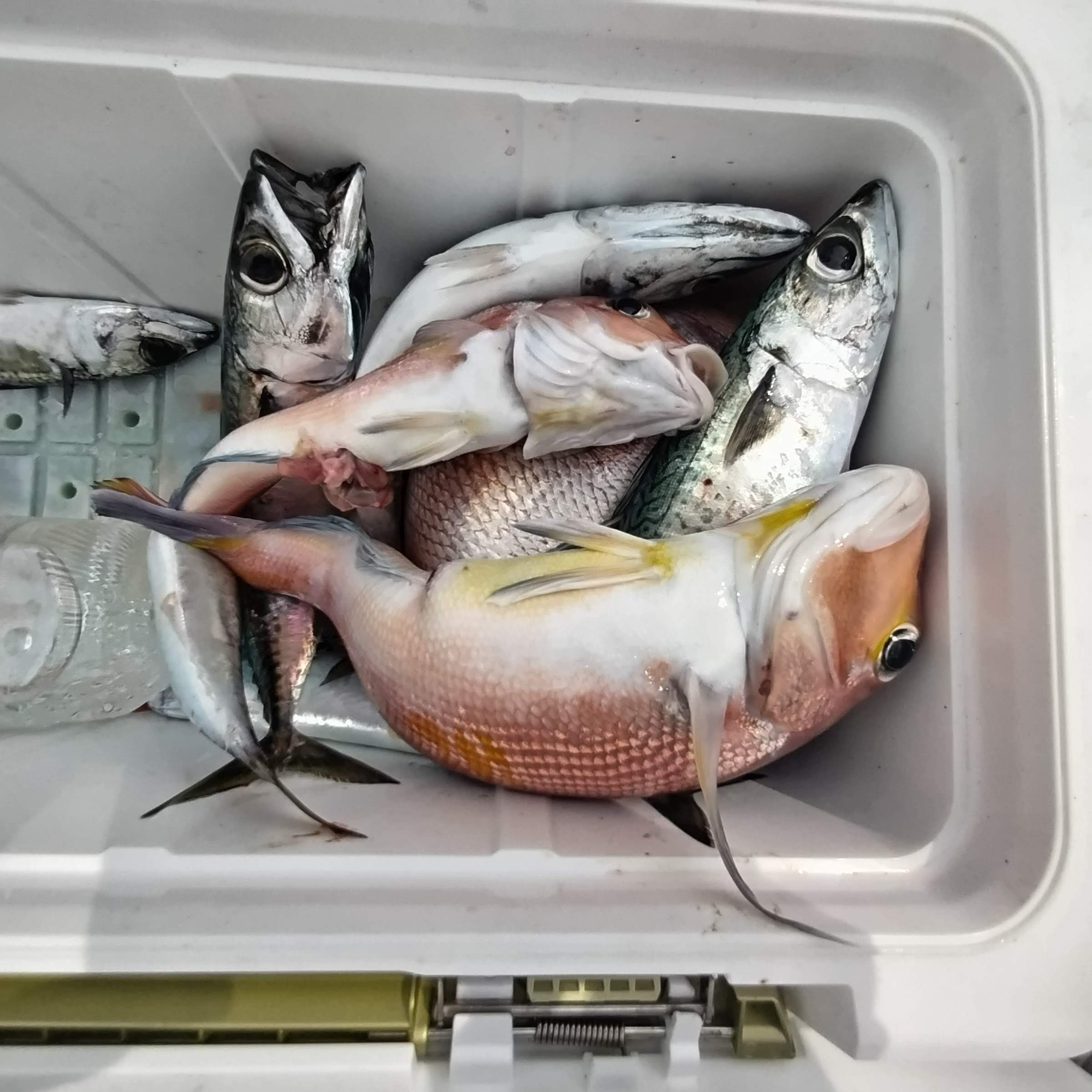 ７月１３日の釣果の画像