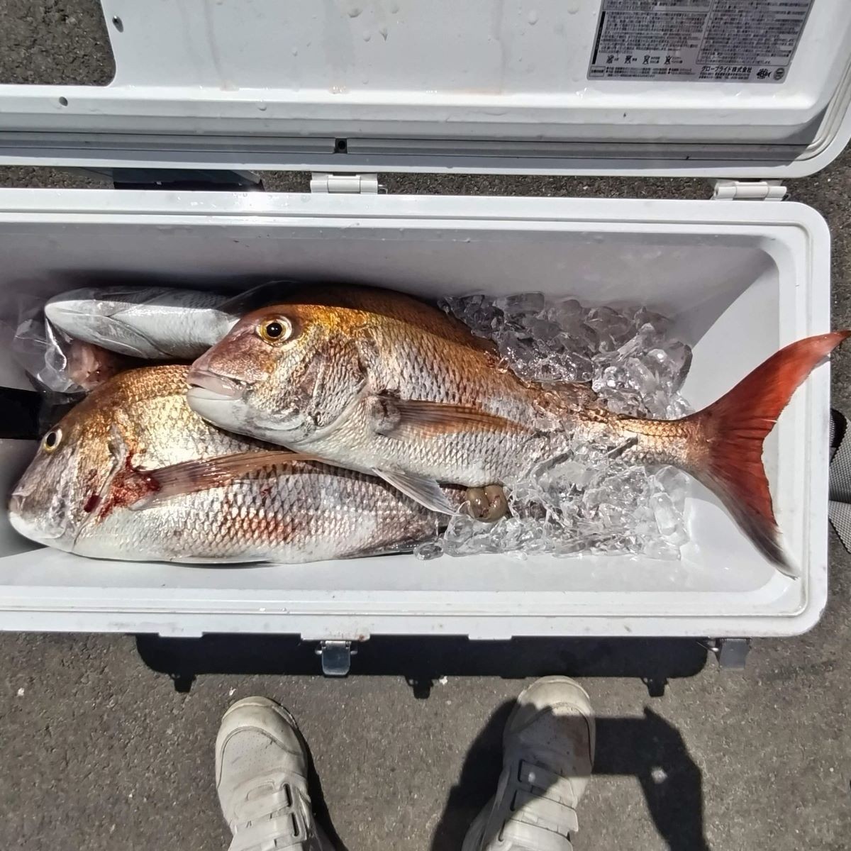 ９月１２日の釣果の画像