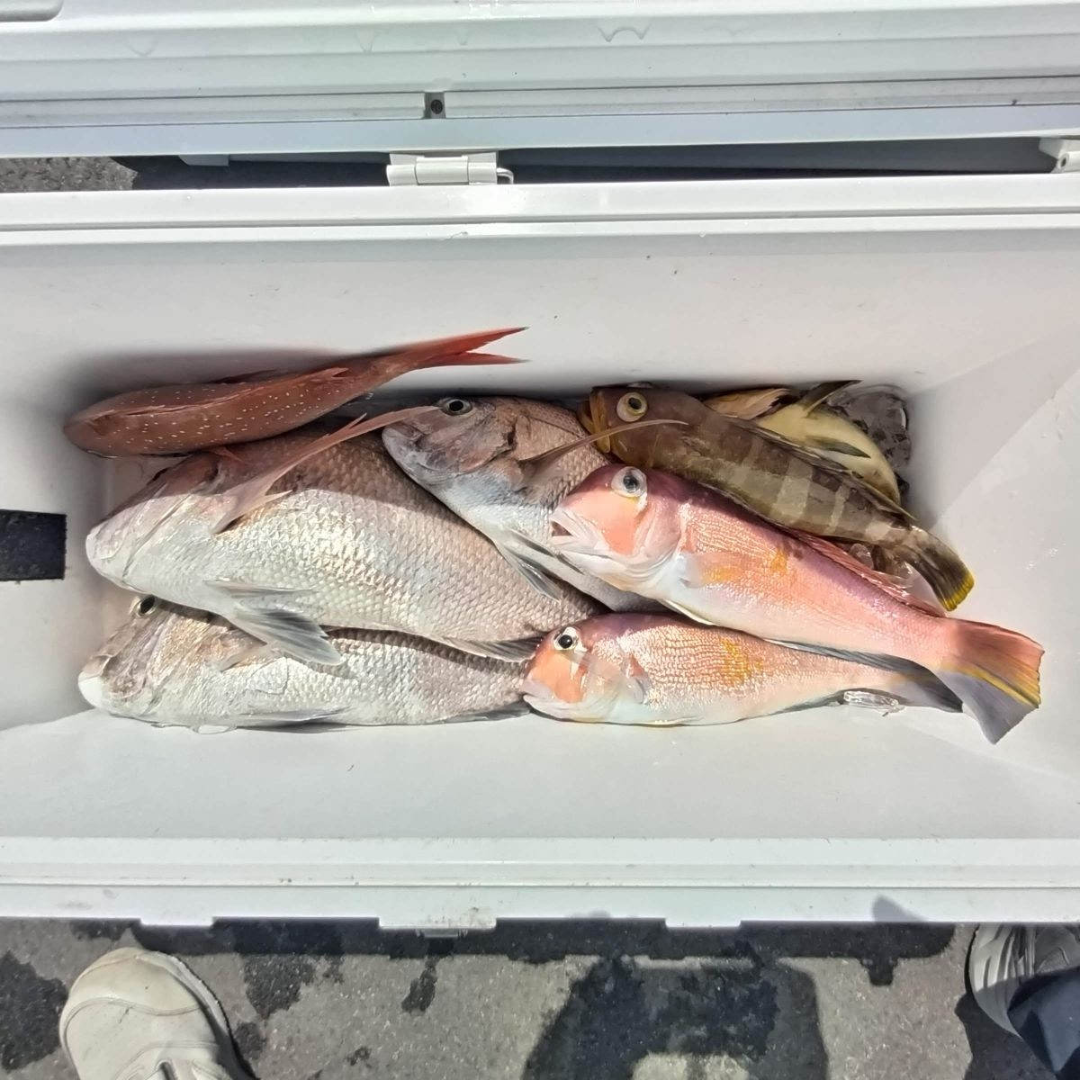 ９月２０日の釣果の画像