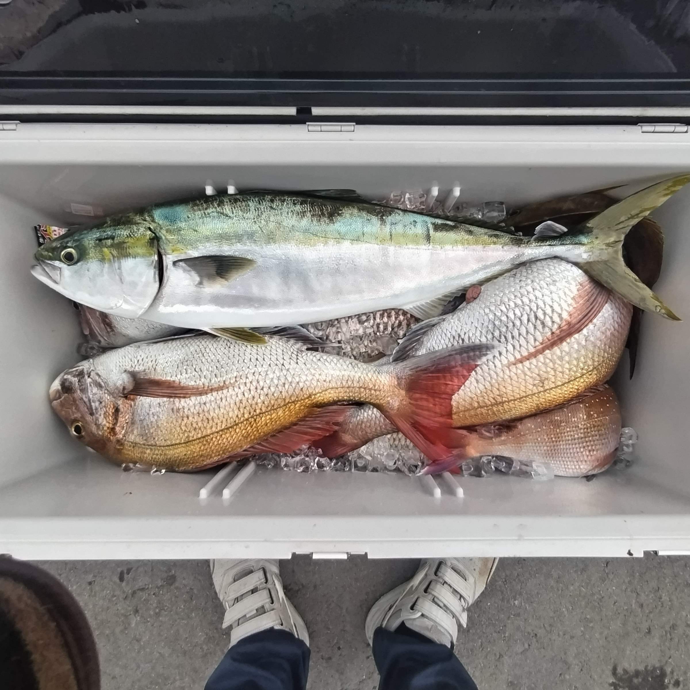 １０月６日の釣果の画像