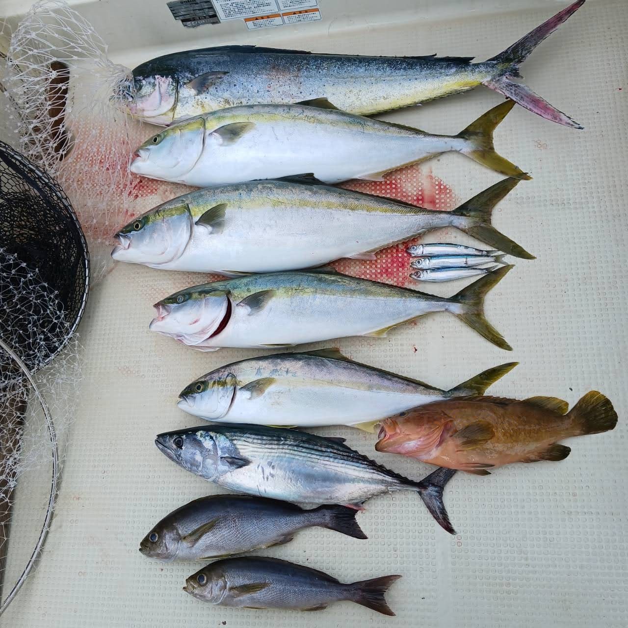 １０月１６日の釣果の画像