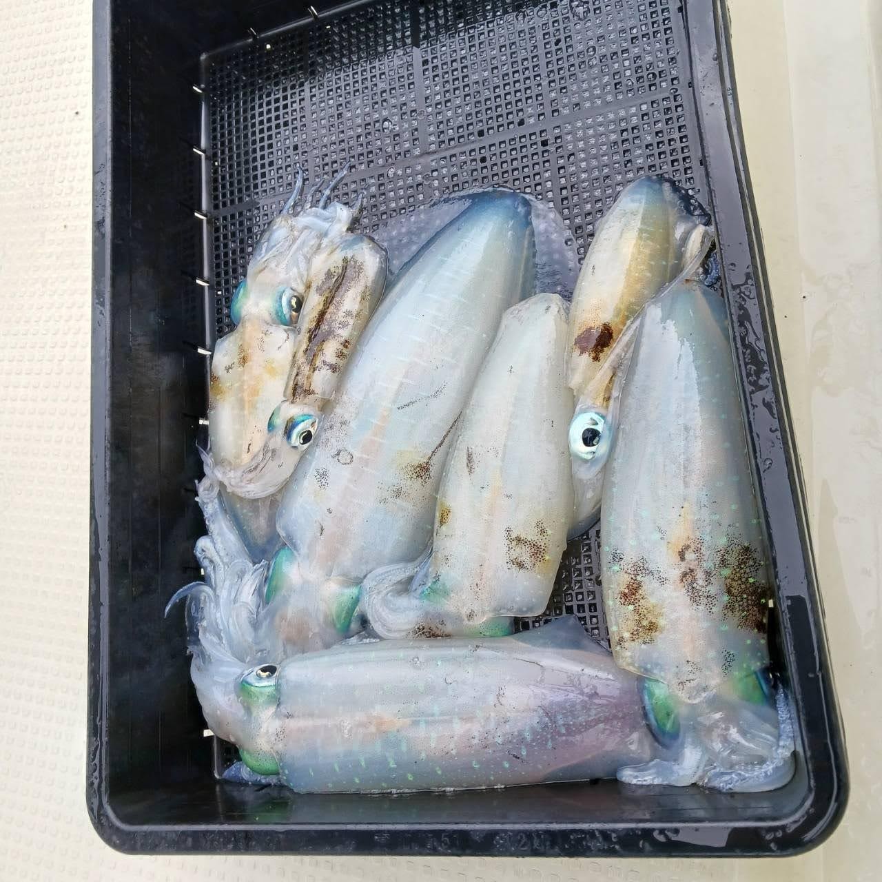 １０月２８日の釣果の画像