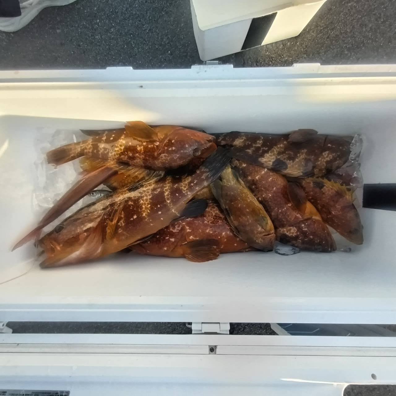 １１月２０日の釣果の画像