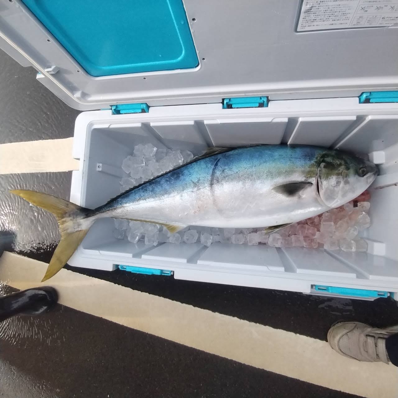 １月５日の釣果の画像