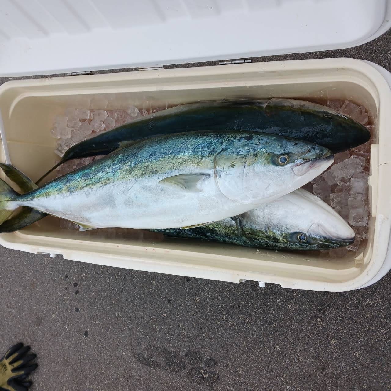 １月１９日の釣果の画像
