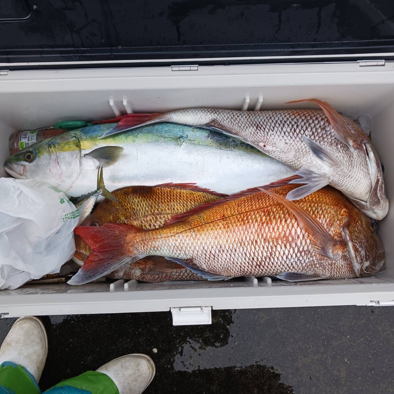 ２月１日の釣果の画像