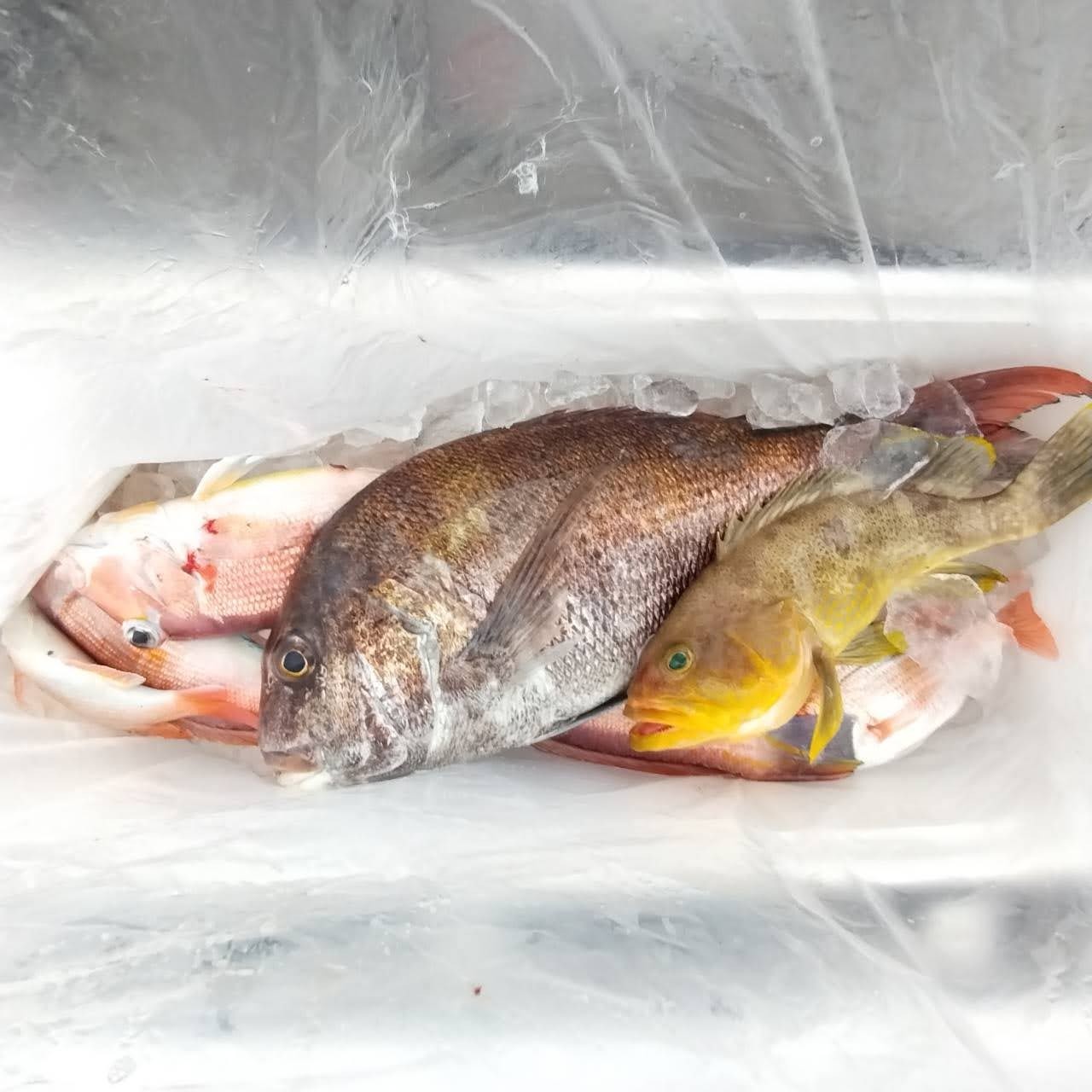 ２月１５日の釣果釣りの画像