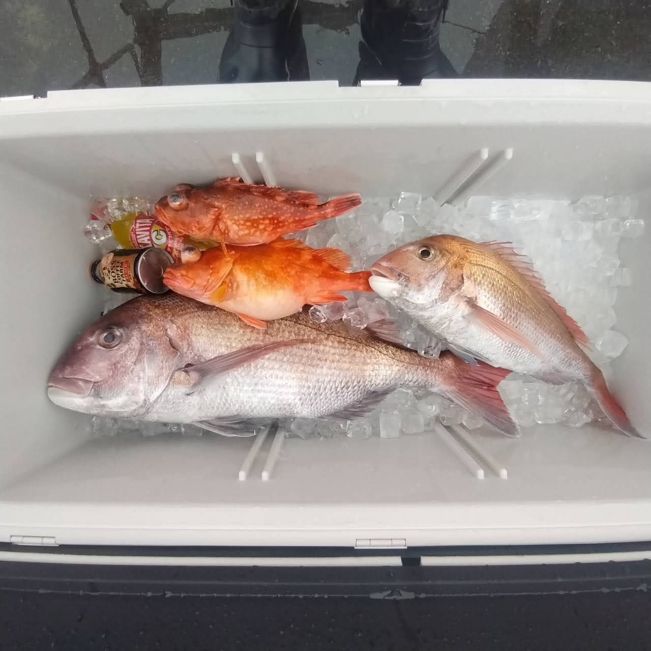３月２日の釣果の画像