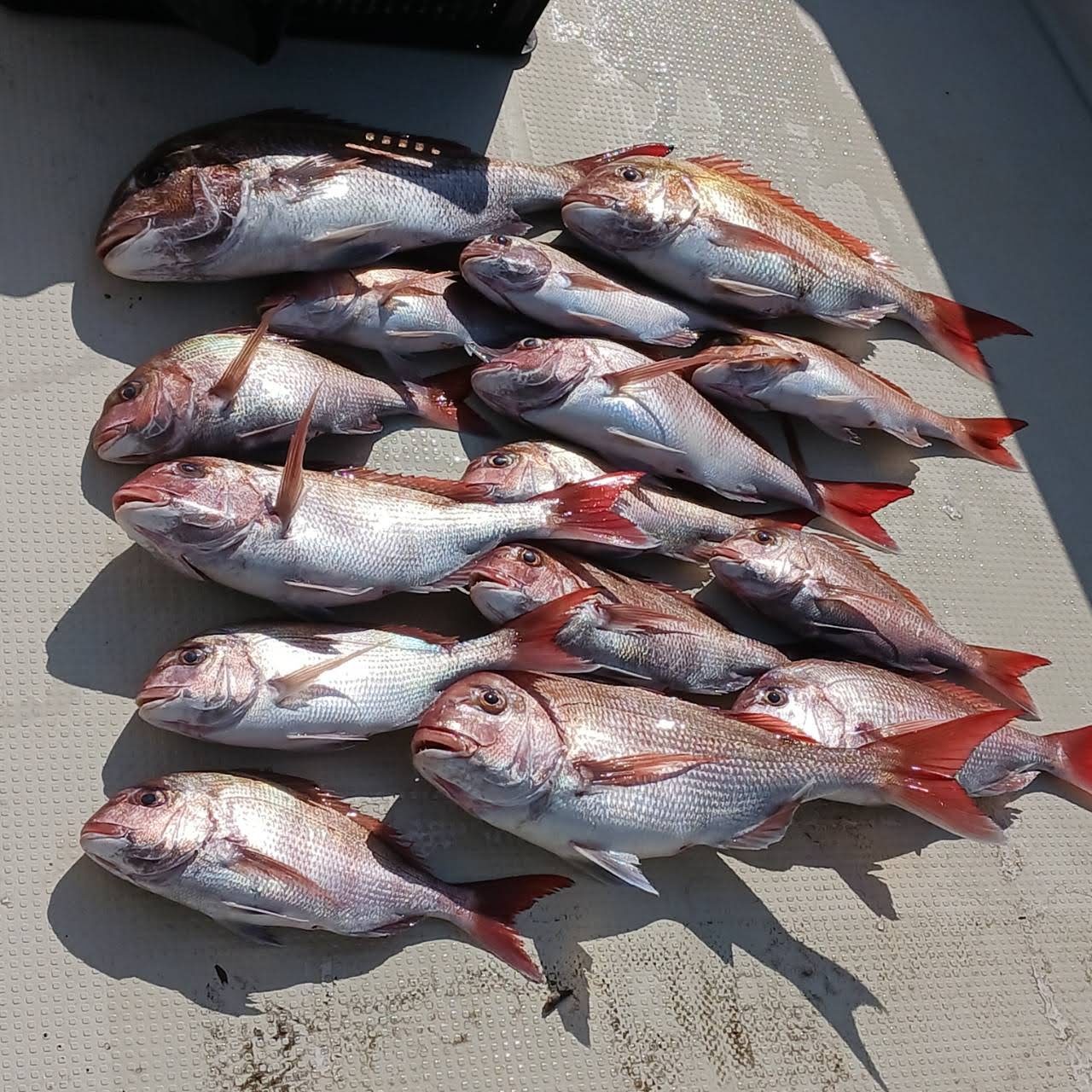 ３月８日の釣果の画像