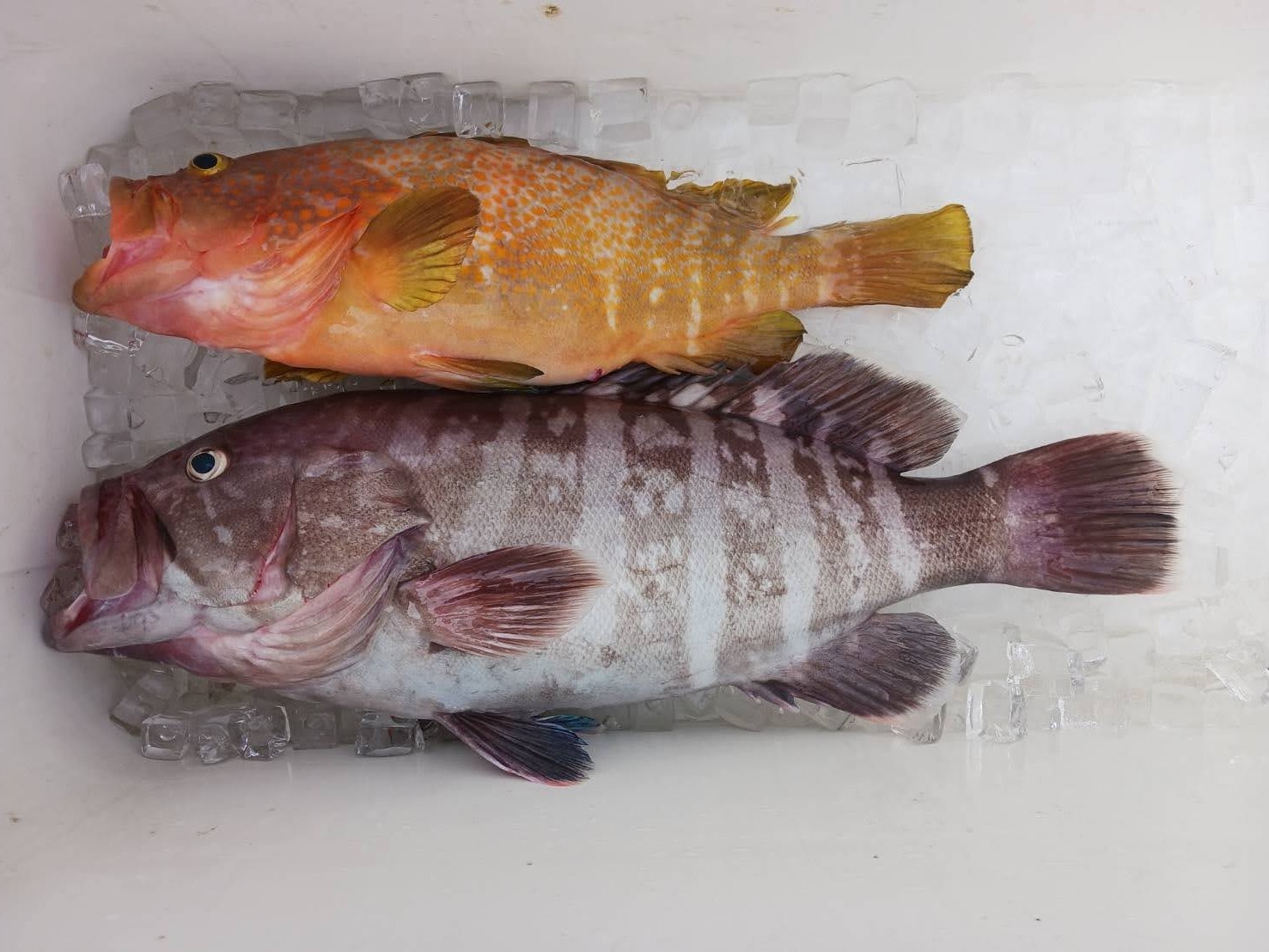 ６月９日の釣果の画像