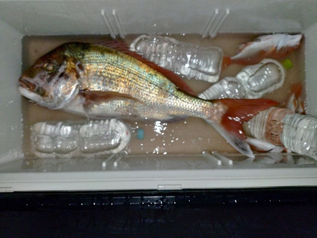 ７月２３日の釣果の画像