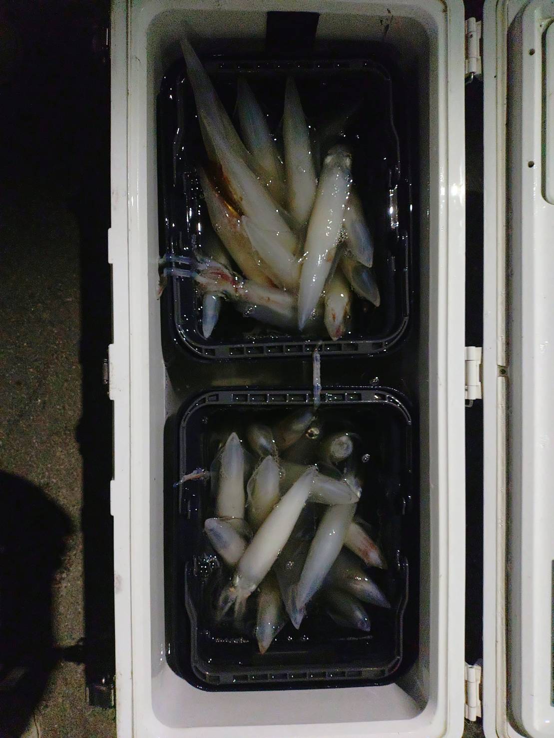８月２４日の釣果の画像