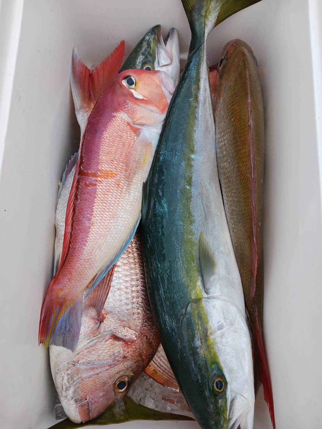 ９月２３日の釣果の画像