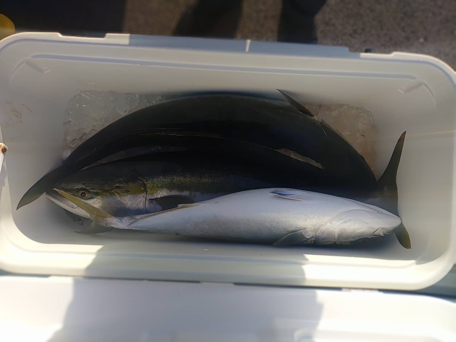 １１月２９日の釣果の画像