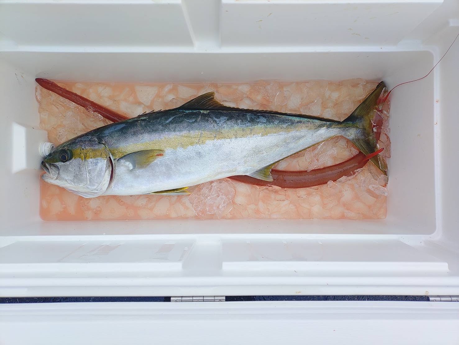 １２月１３日の釣果の画像