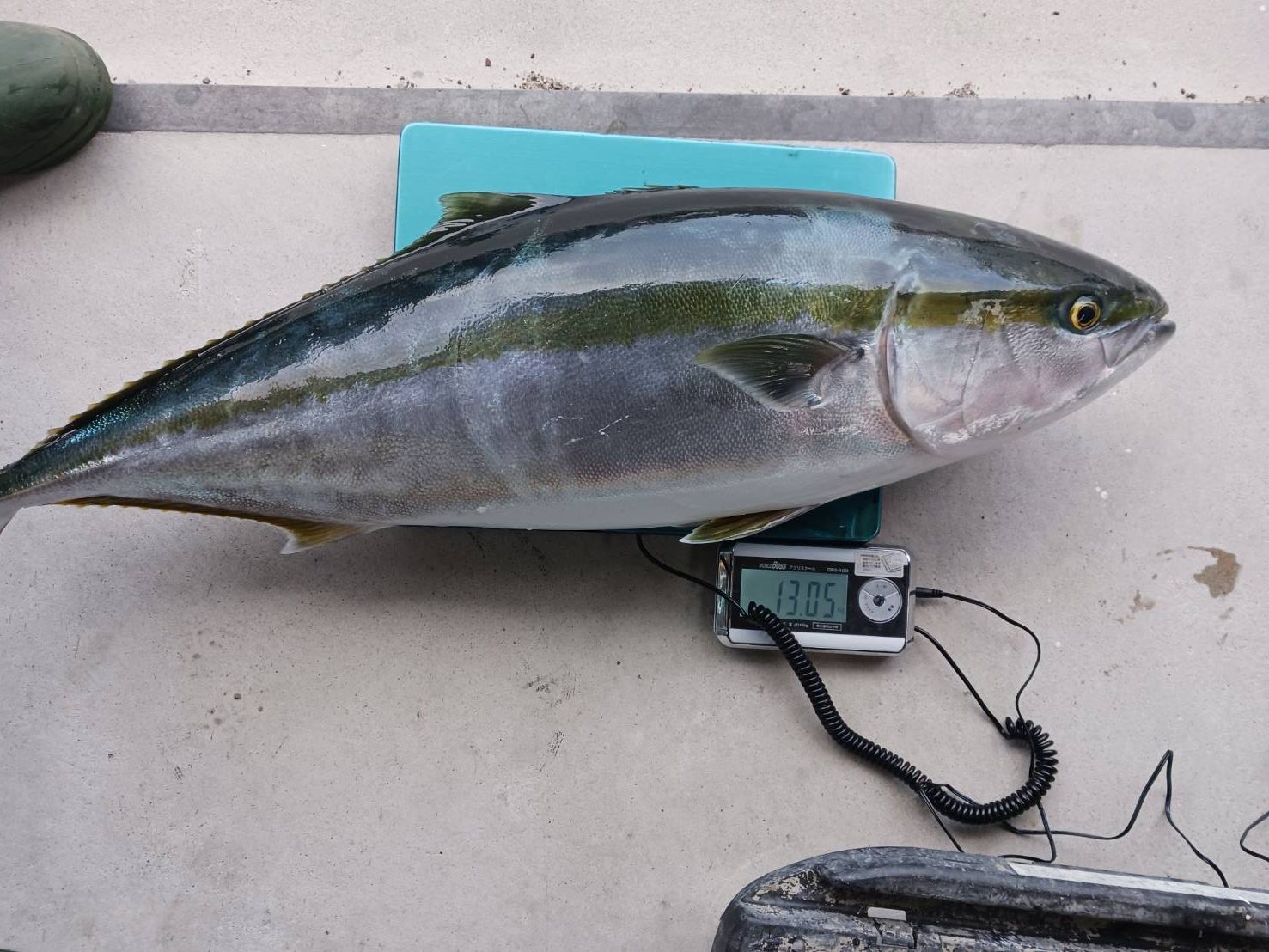 １２月２３日の釣果🎣の画像