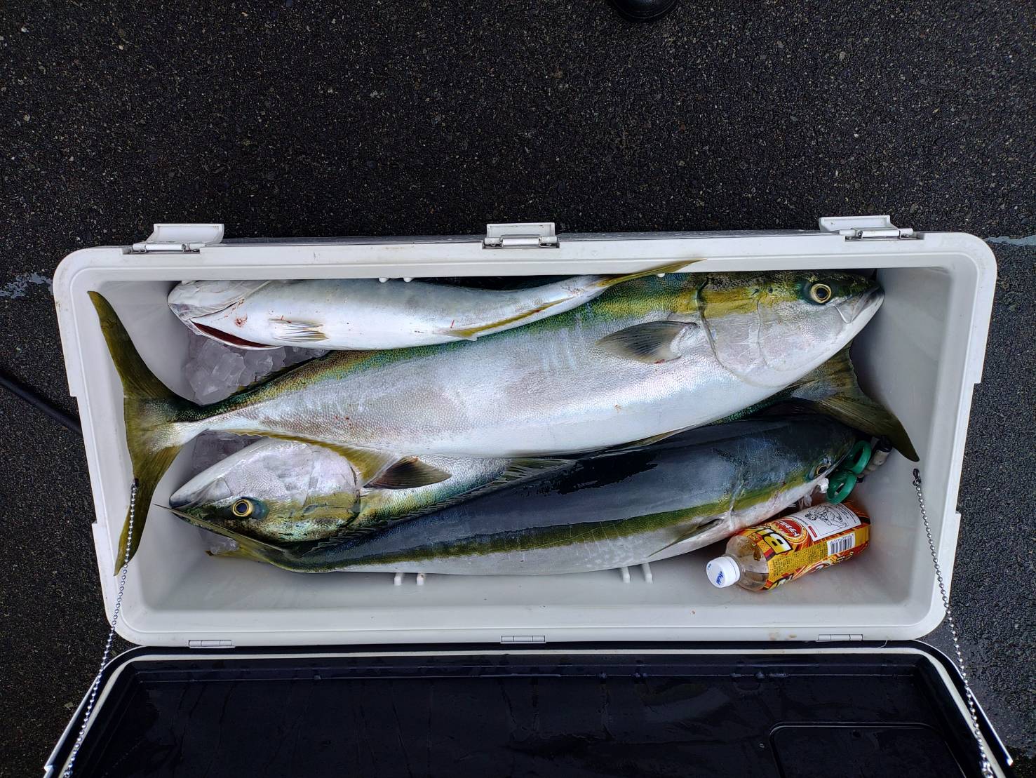 １２月２８日の釣果🎣の画像