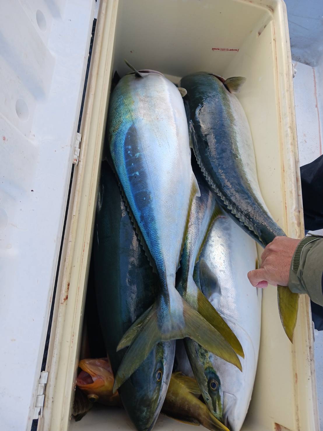 １月６日の釣果🎣の画像