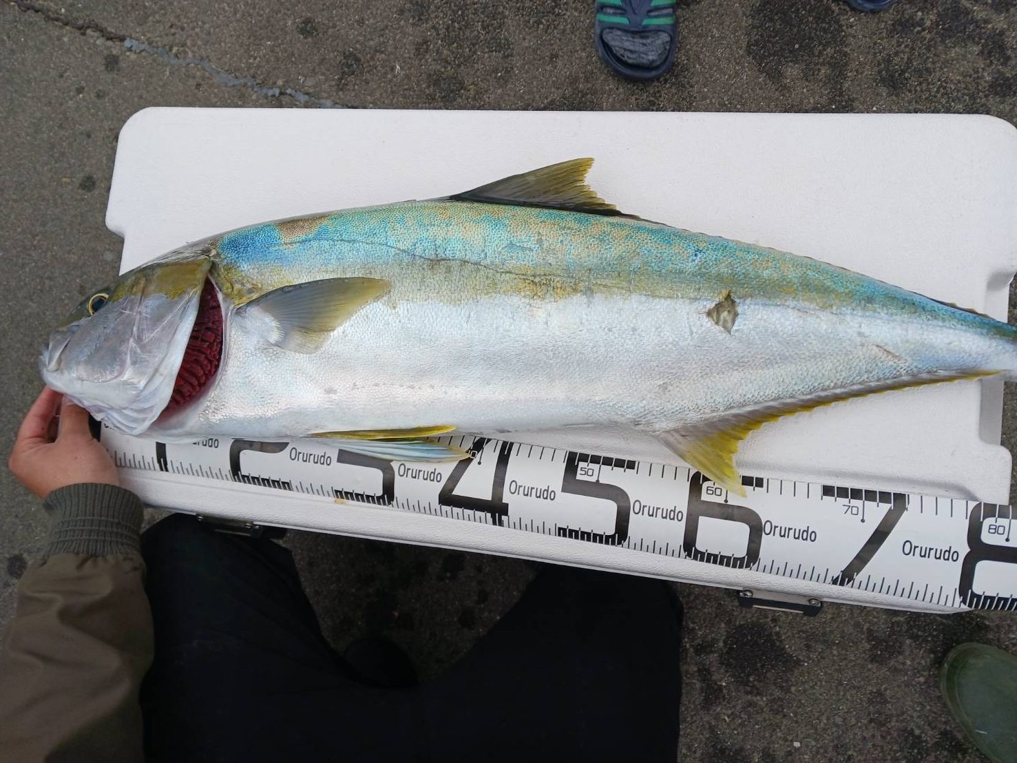 １月１９日の釣果🎣の画像