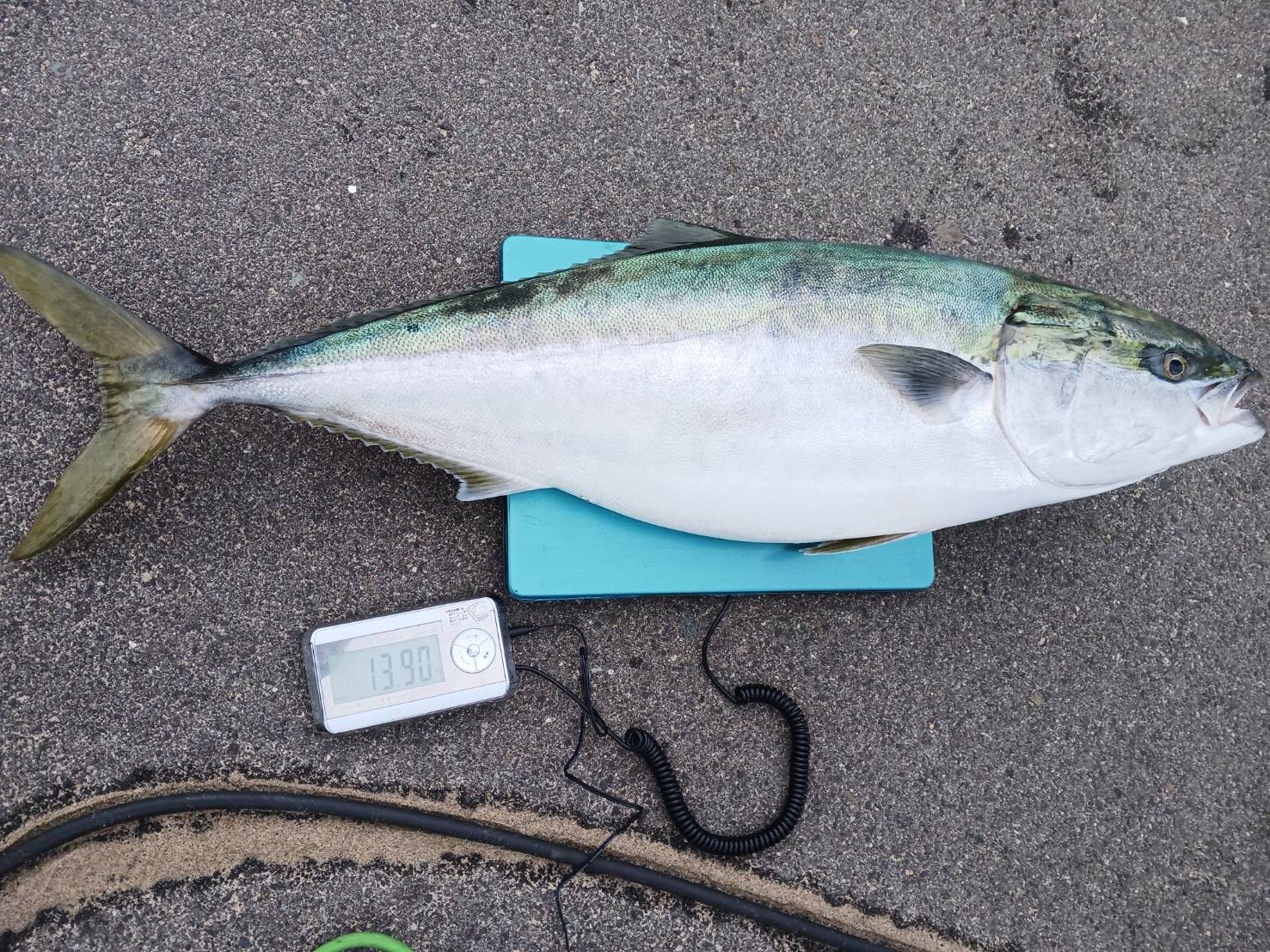 １月２６日の釣果🎣の画像