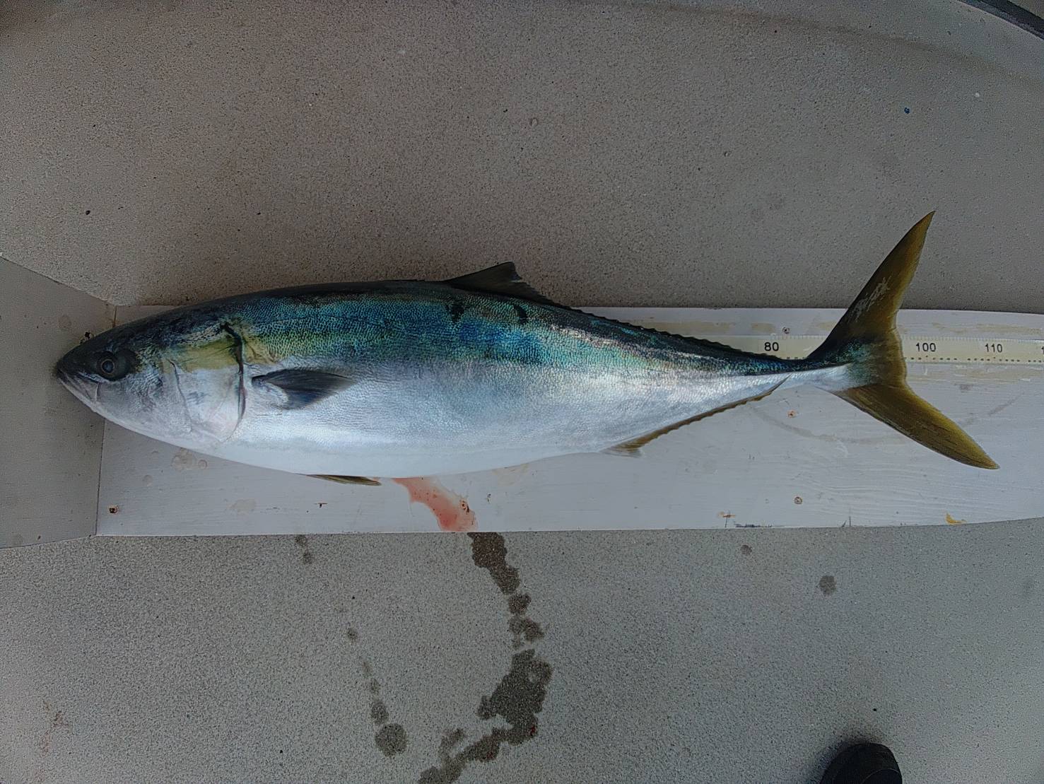 １月３１日の釣果🎣の画像