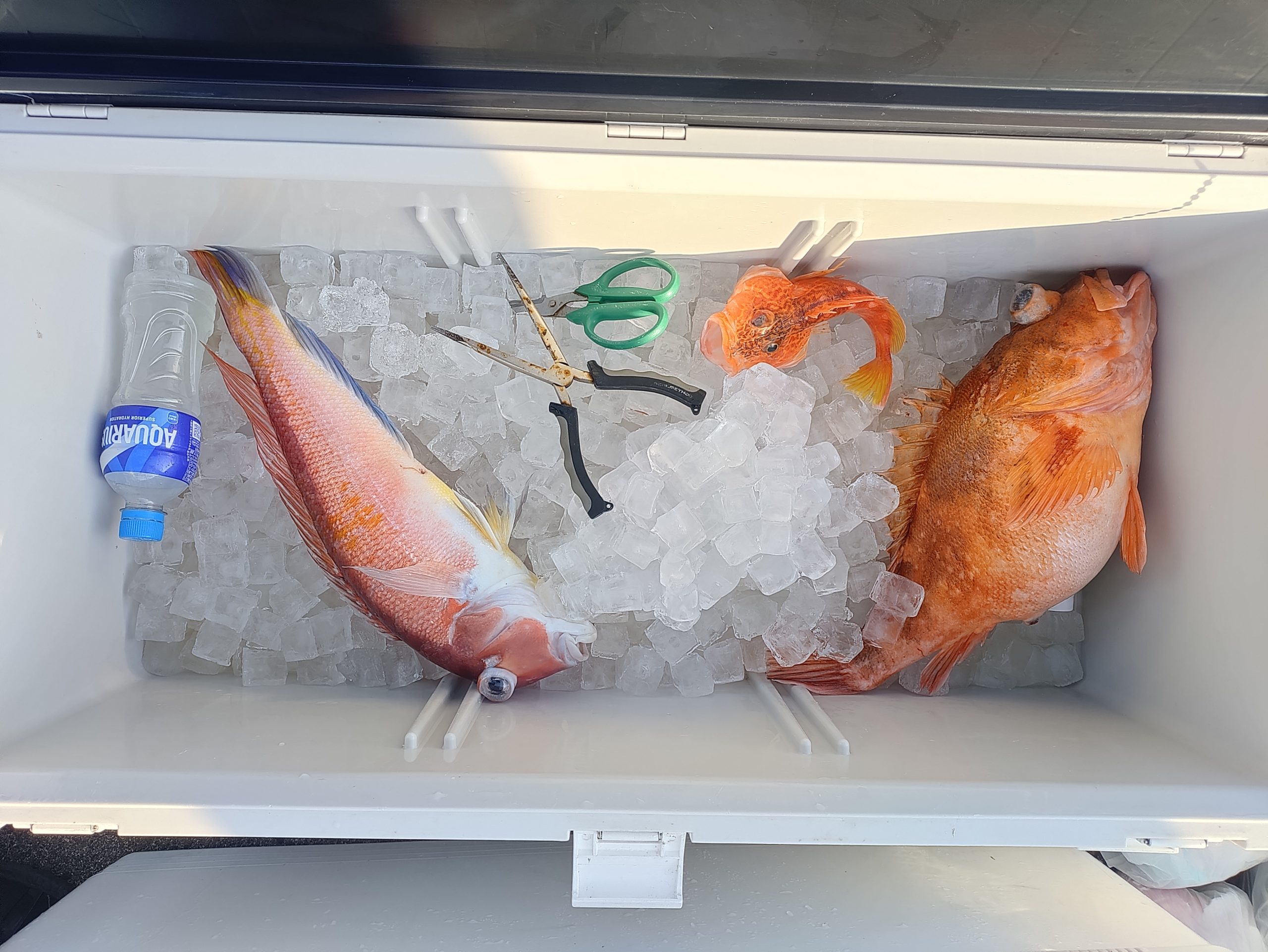２月１４日の釣果🎣の画像