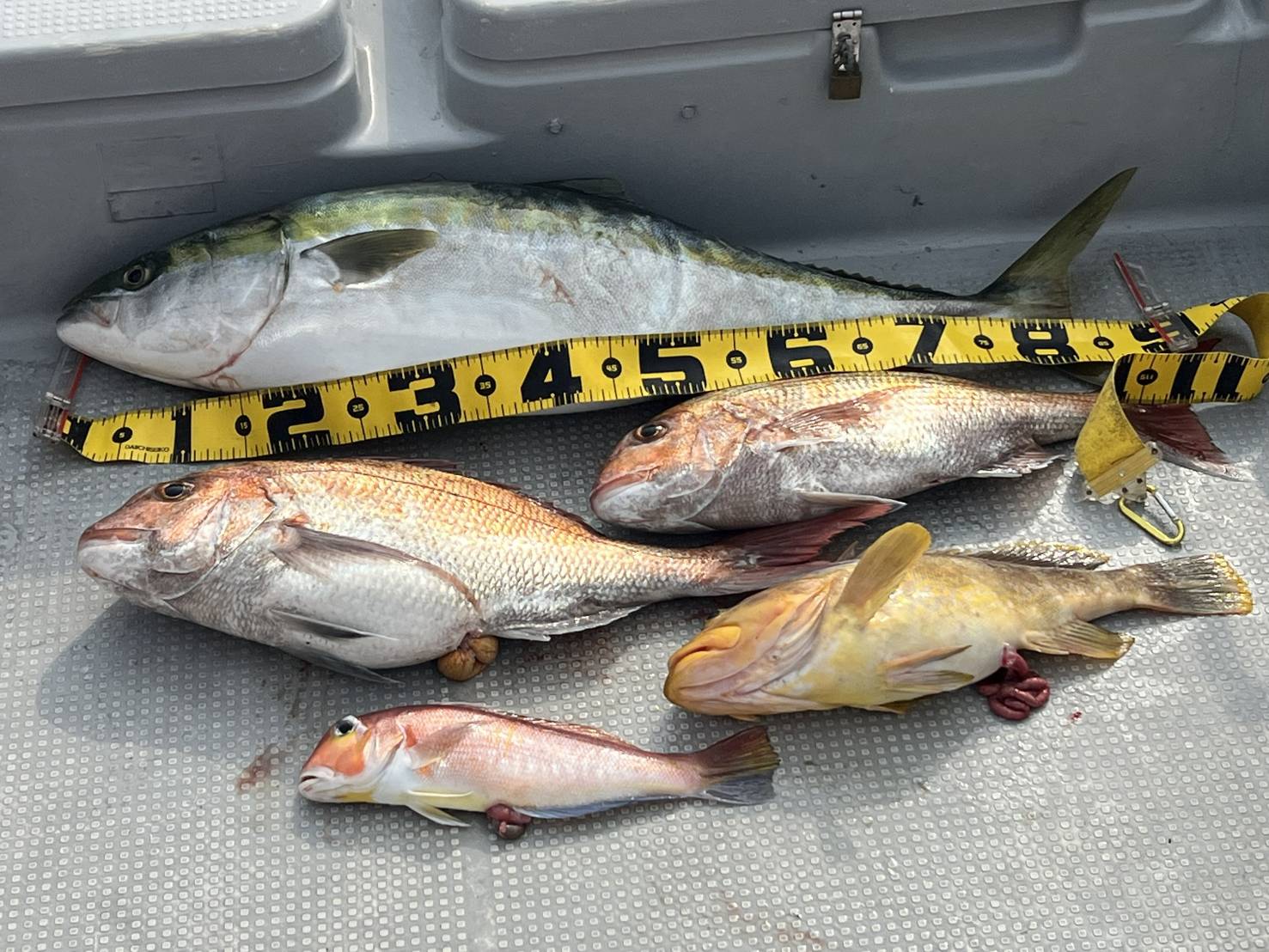 ３月１５日の釣果🎣の画像