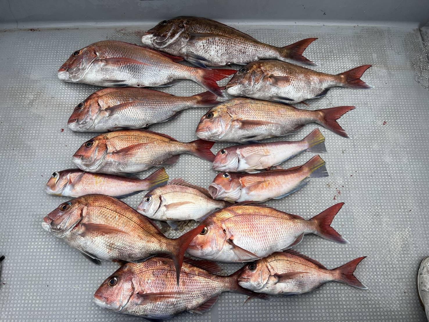 ３月２２日の釣果🎣の画像