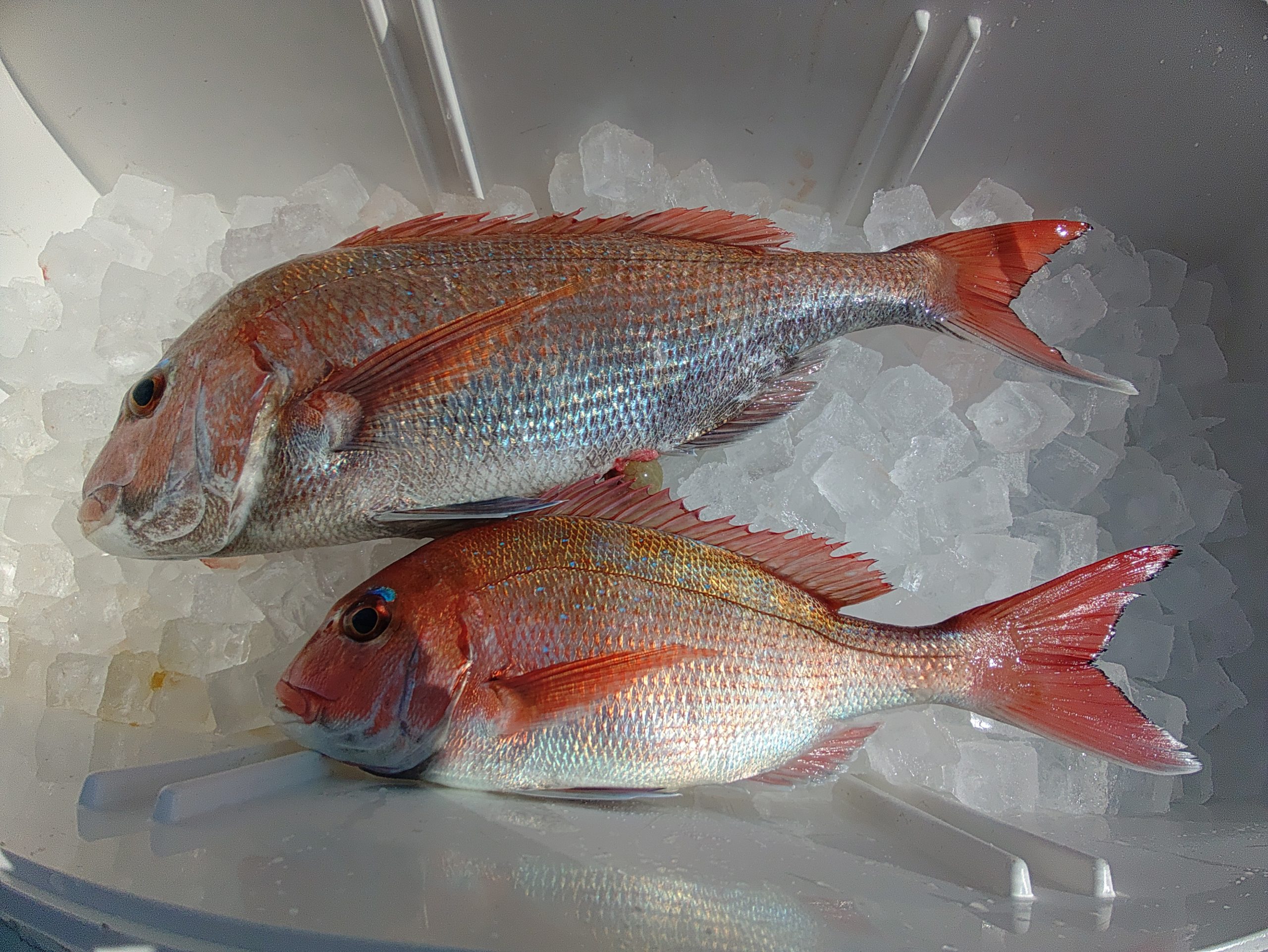 ３月１１日の釣果🎣の画像