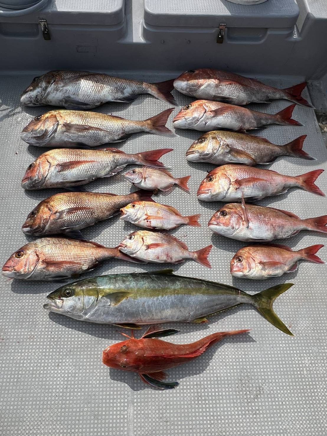 ３月２９日の釣果🎣の画像