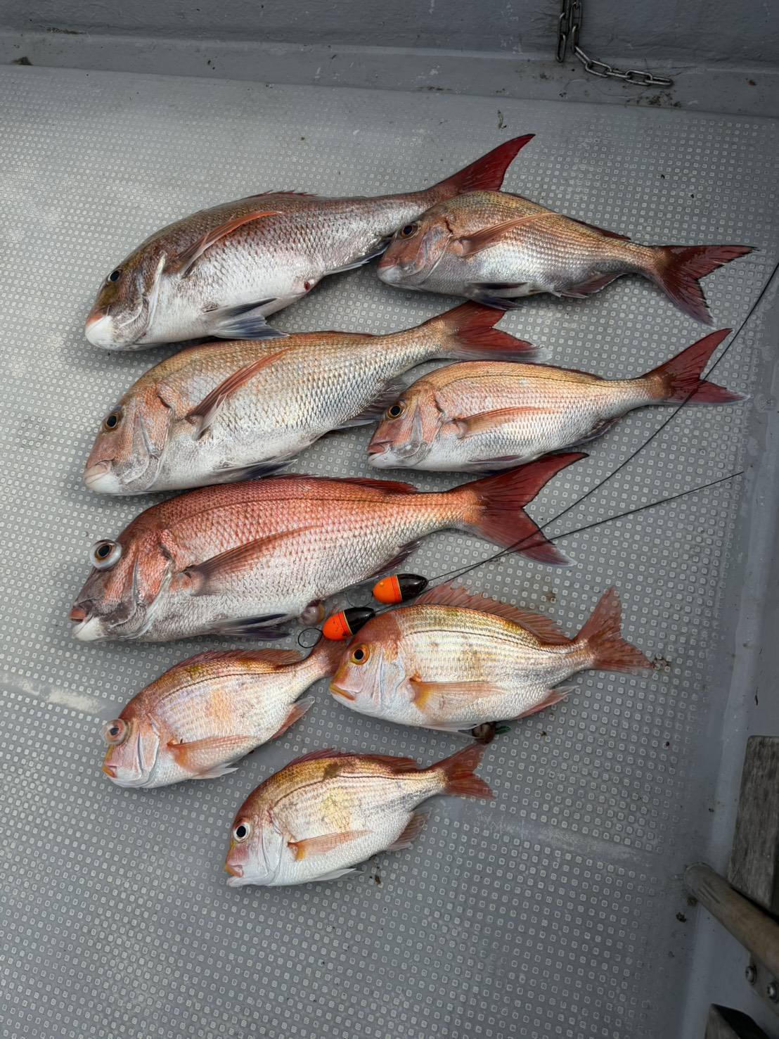 ４月２０日の釣果🎣の画像