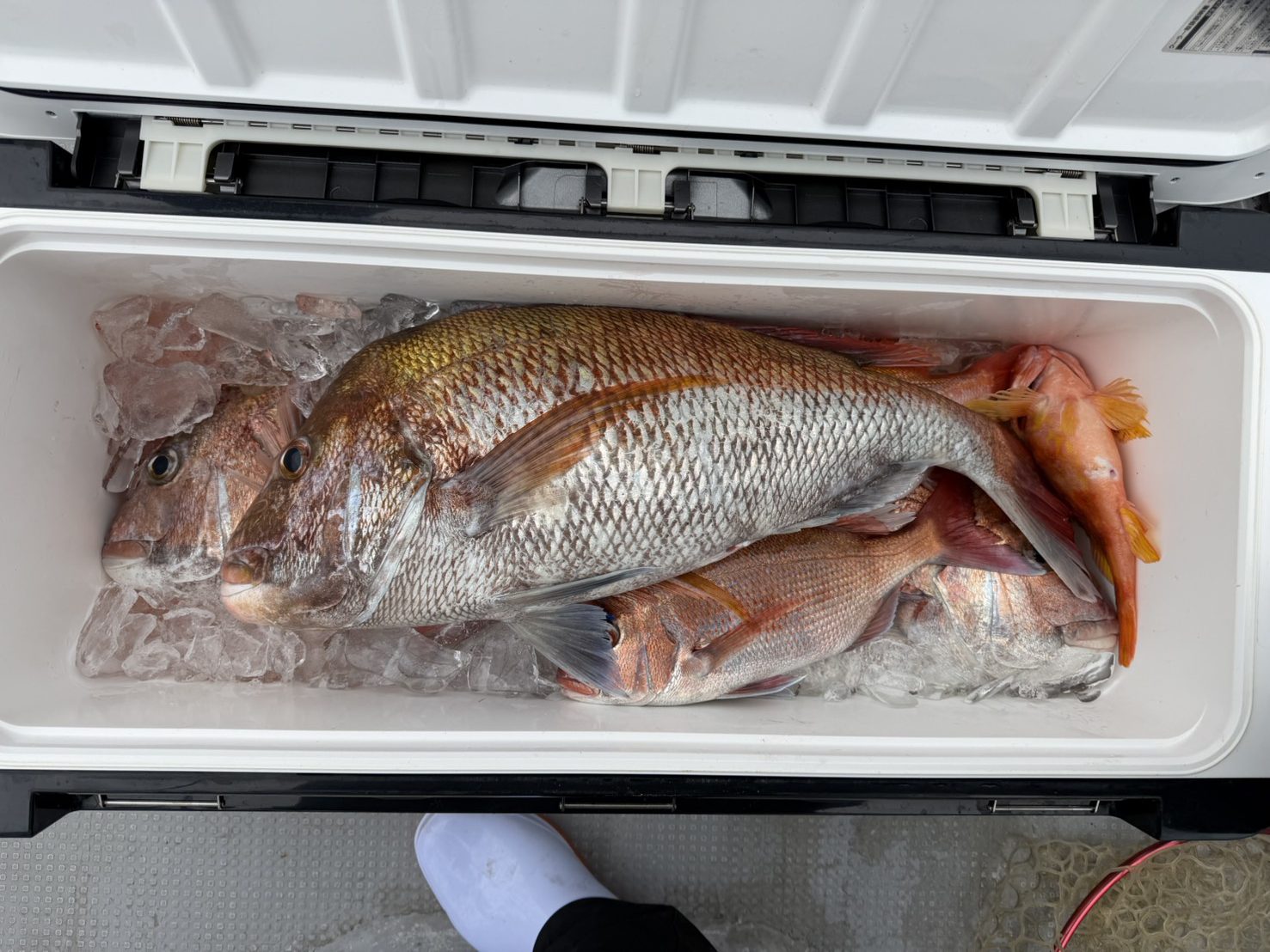 ４月２６日の釣果🎣の画像