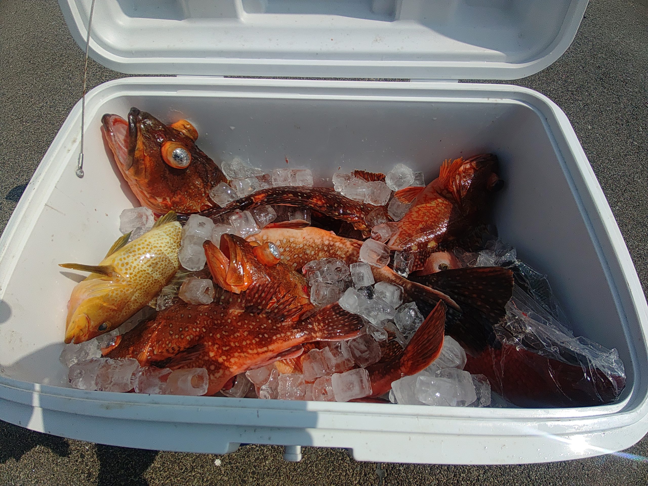 ３月２７日の釣果🎣の画像