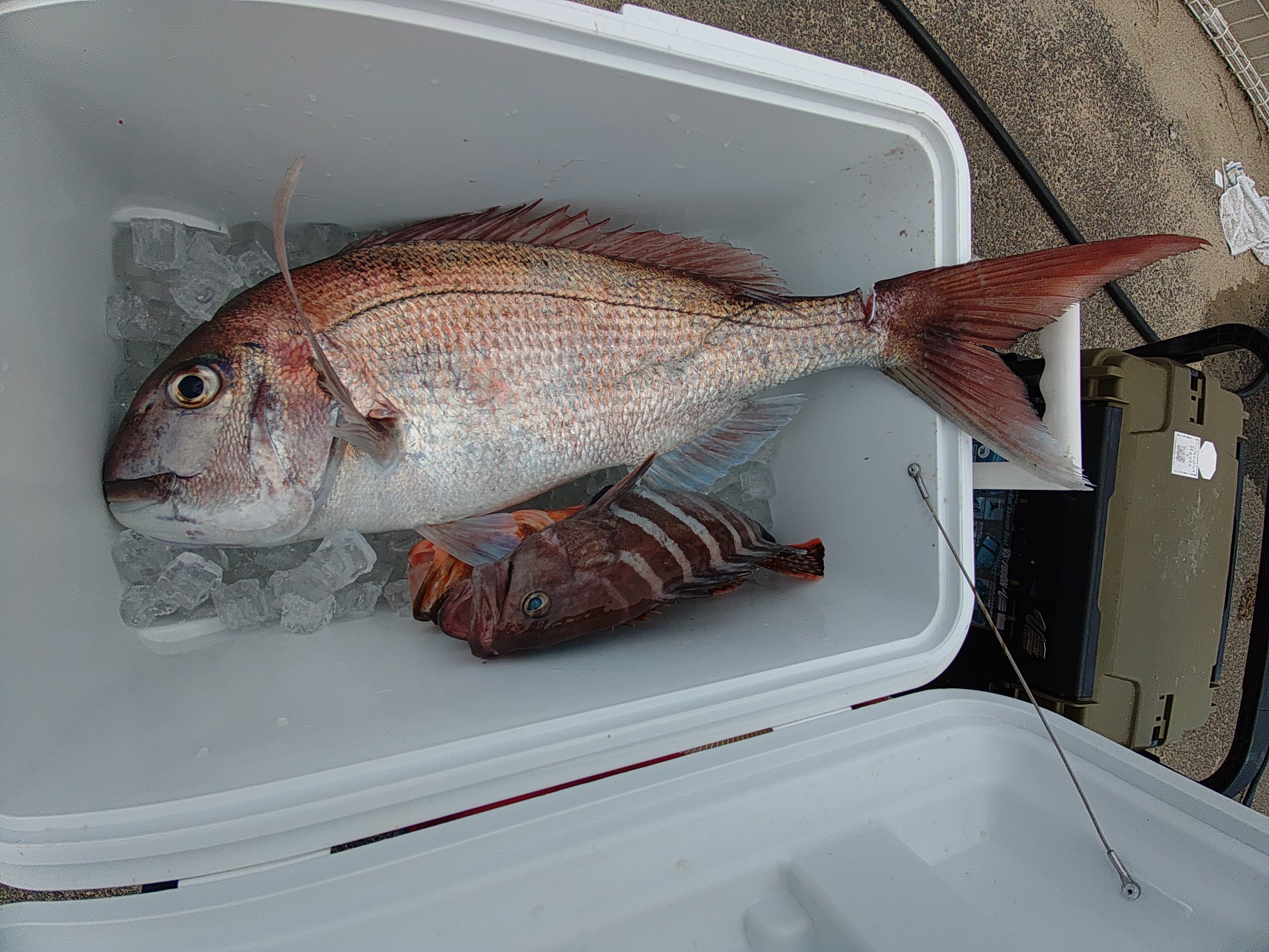 ４月１３日の釣果🎣の画像