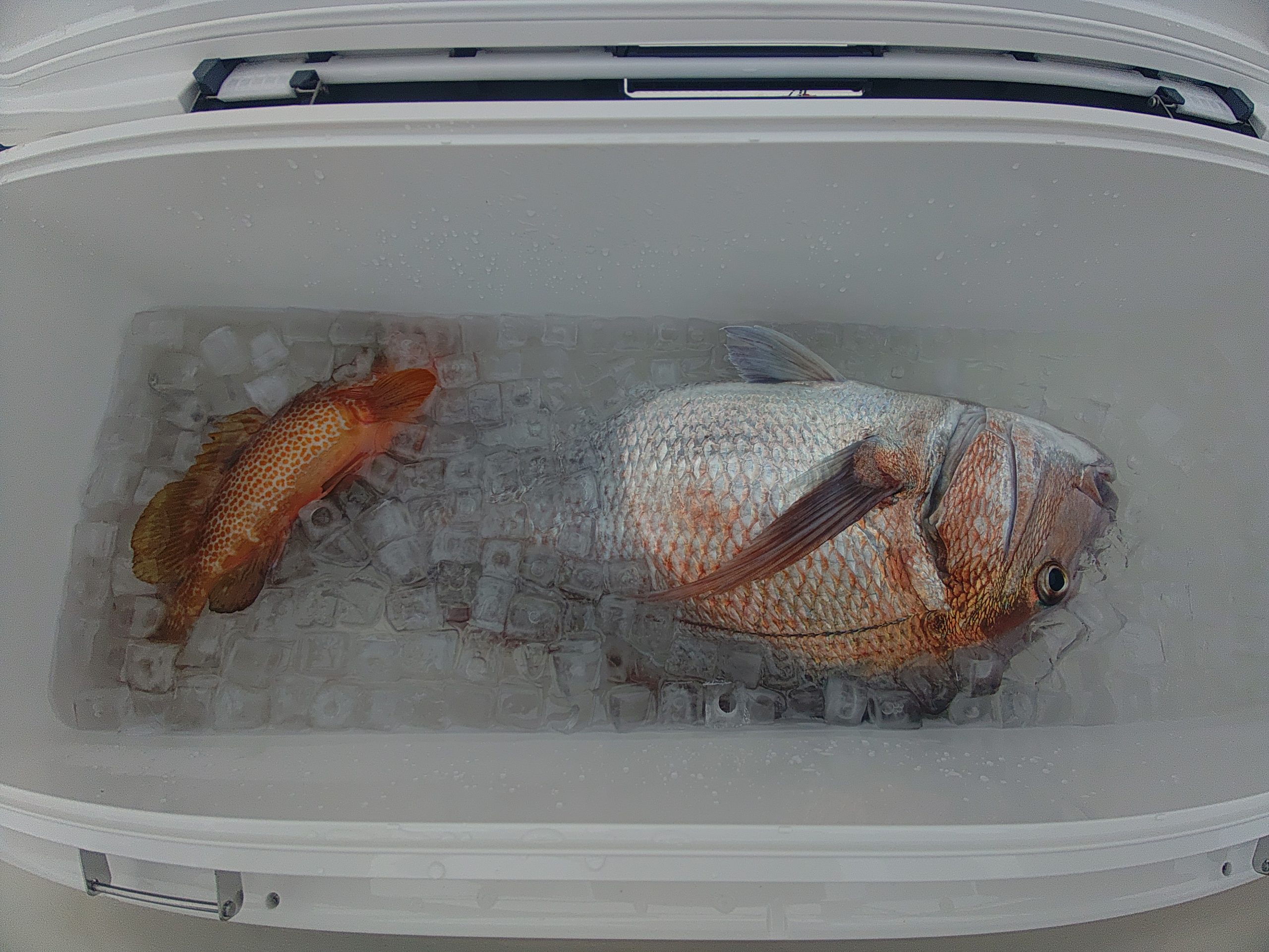 ４月１７日の釣果🎣の画像